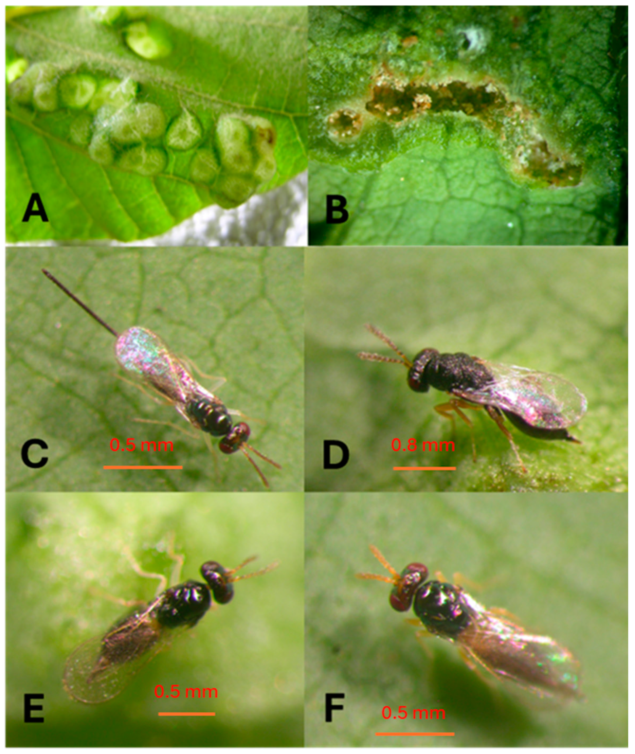 Insects 16 00519 g004