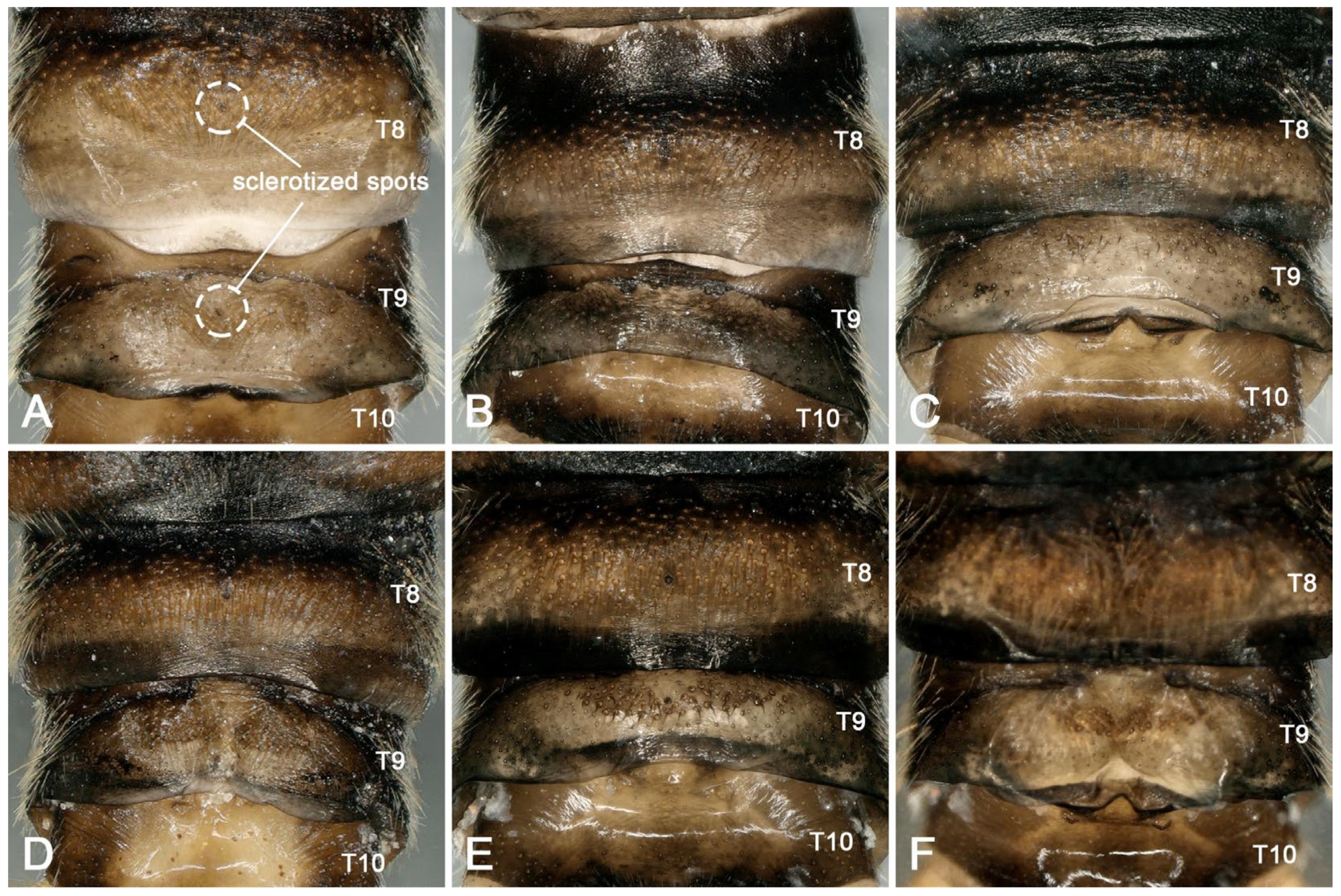 Insects 16 00520 g004