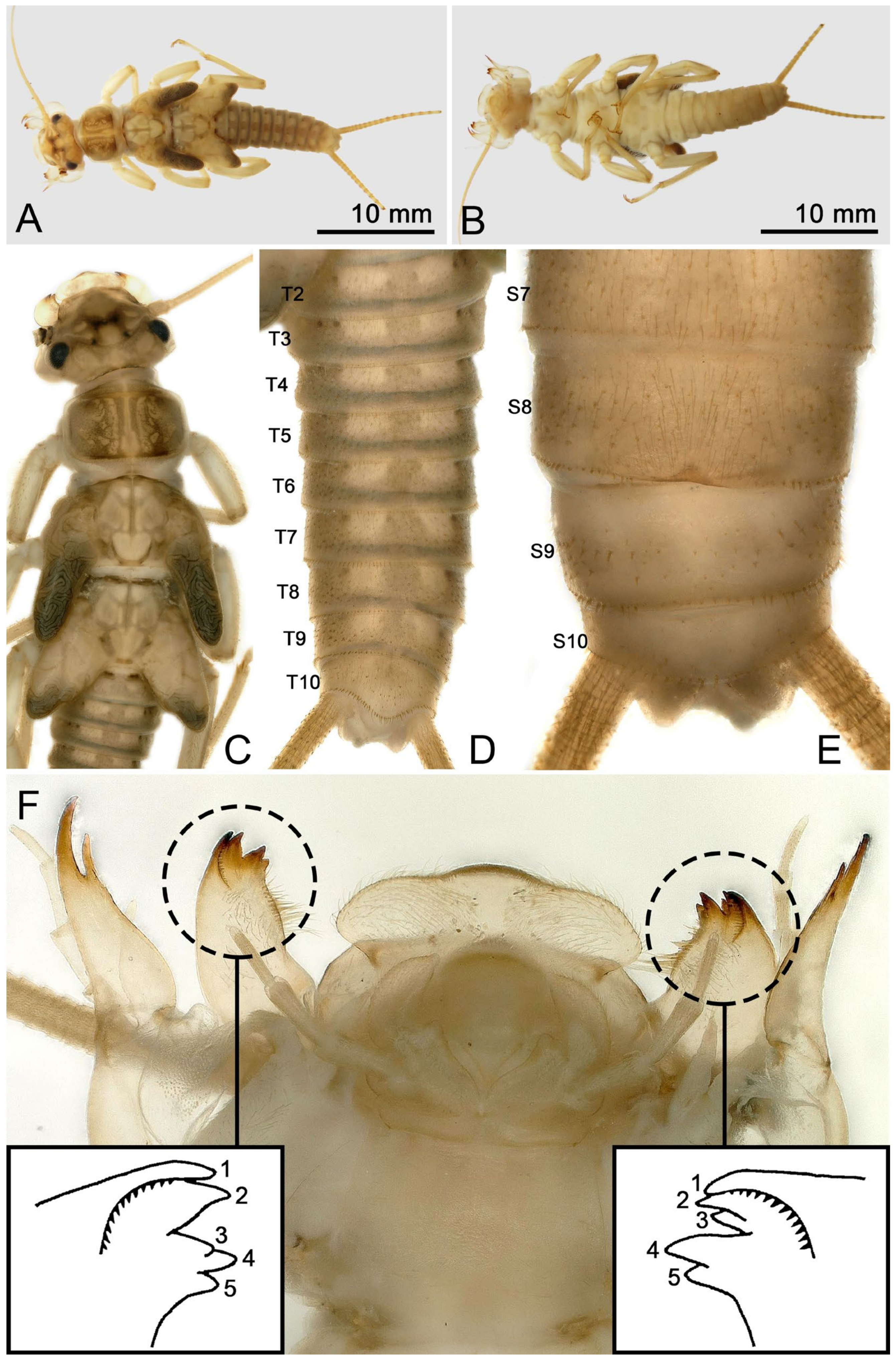 Insects 16 00520 g008