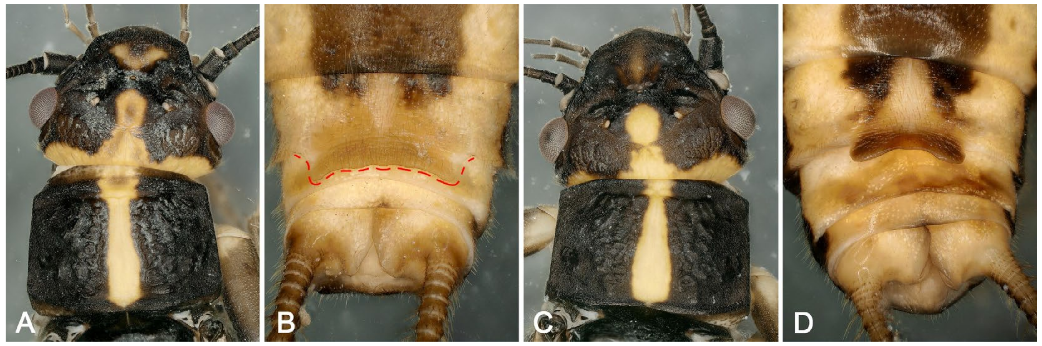 Insects 16 00520 g012