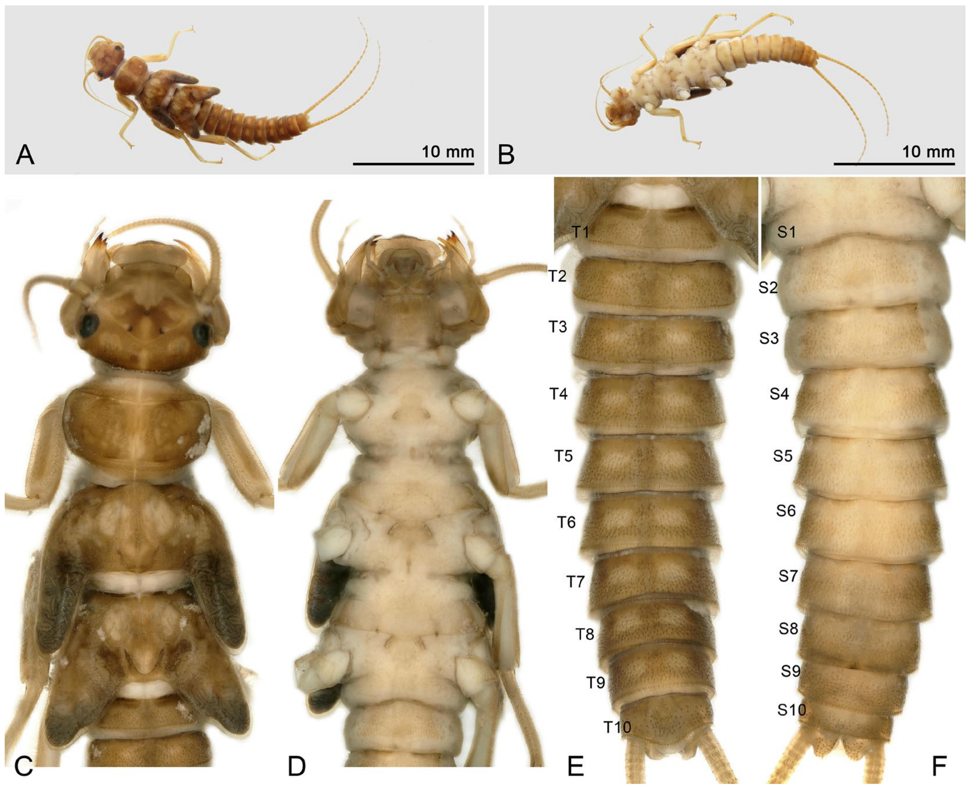 Insects 16 00520 g013