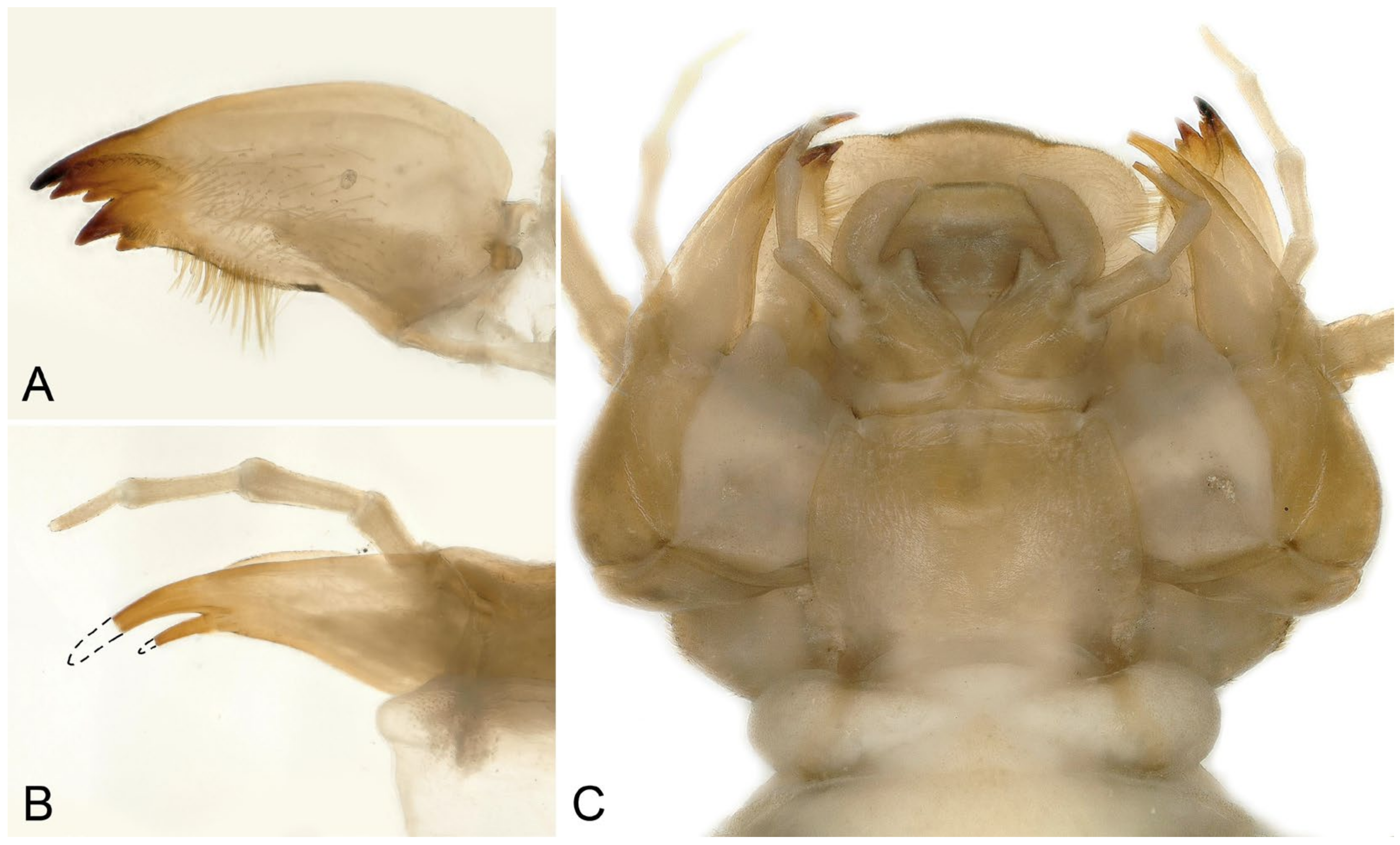 Insects 16 00520 g014