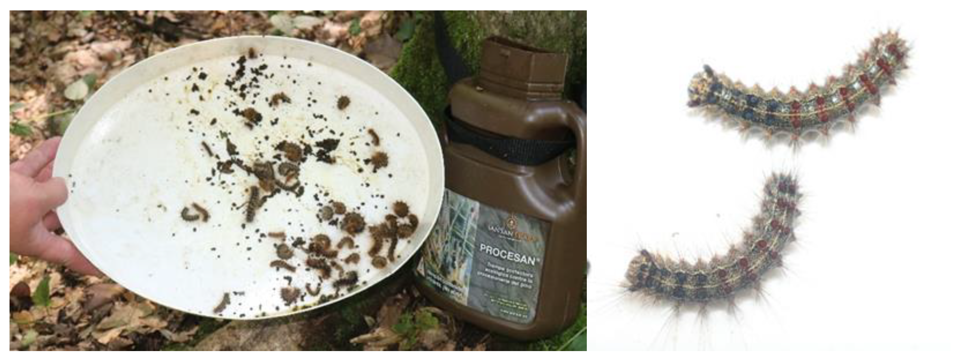 Insects 16 00522 g004