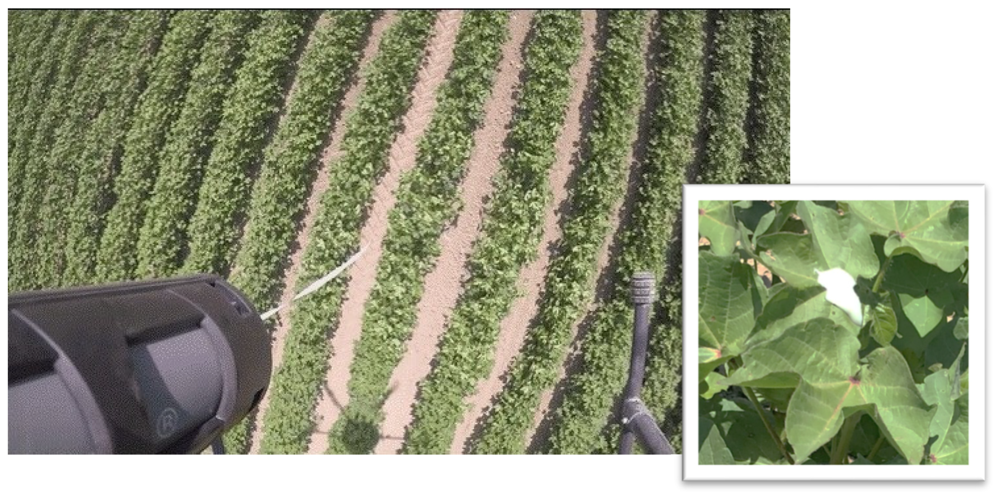 Insects 16 00523 g004