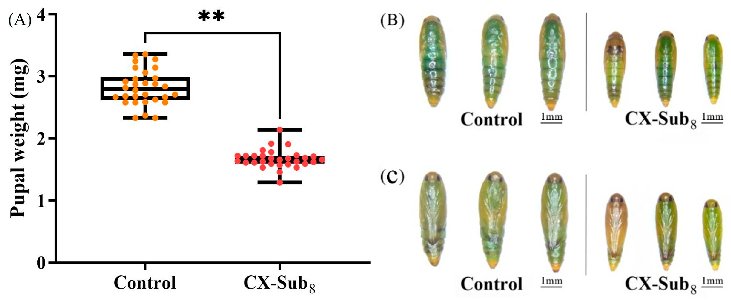 Insects 16 00524 g001