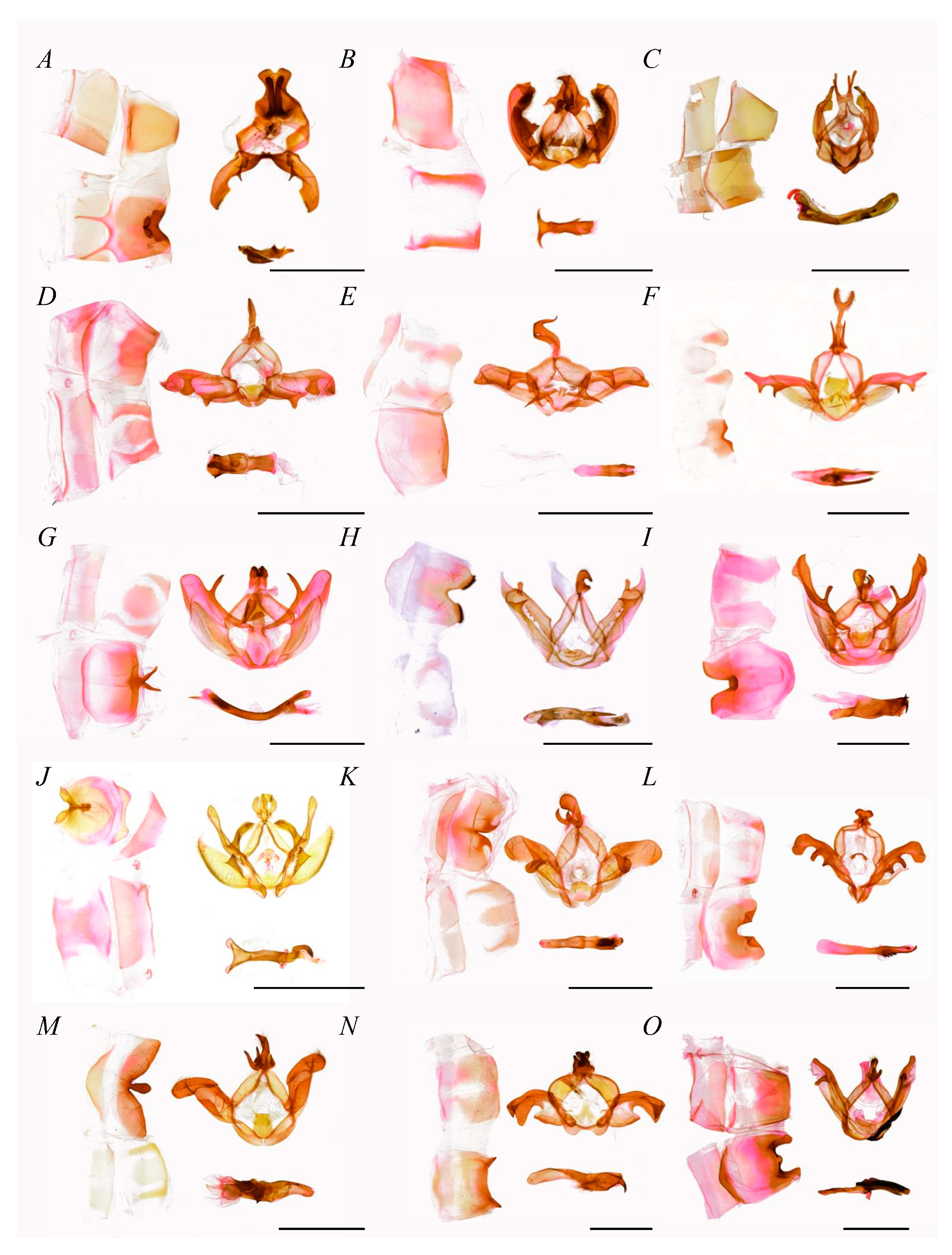 Insects 16 00526 g004