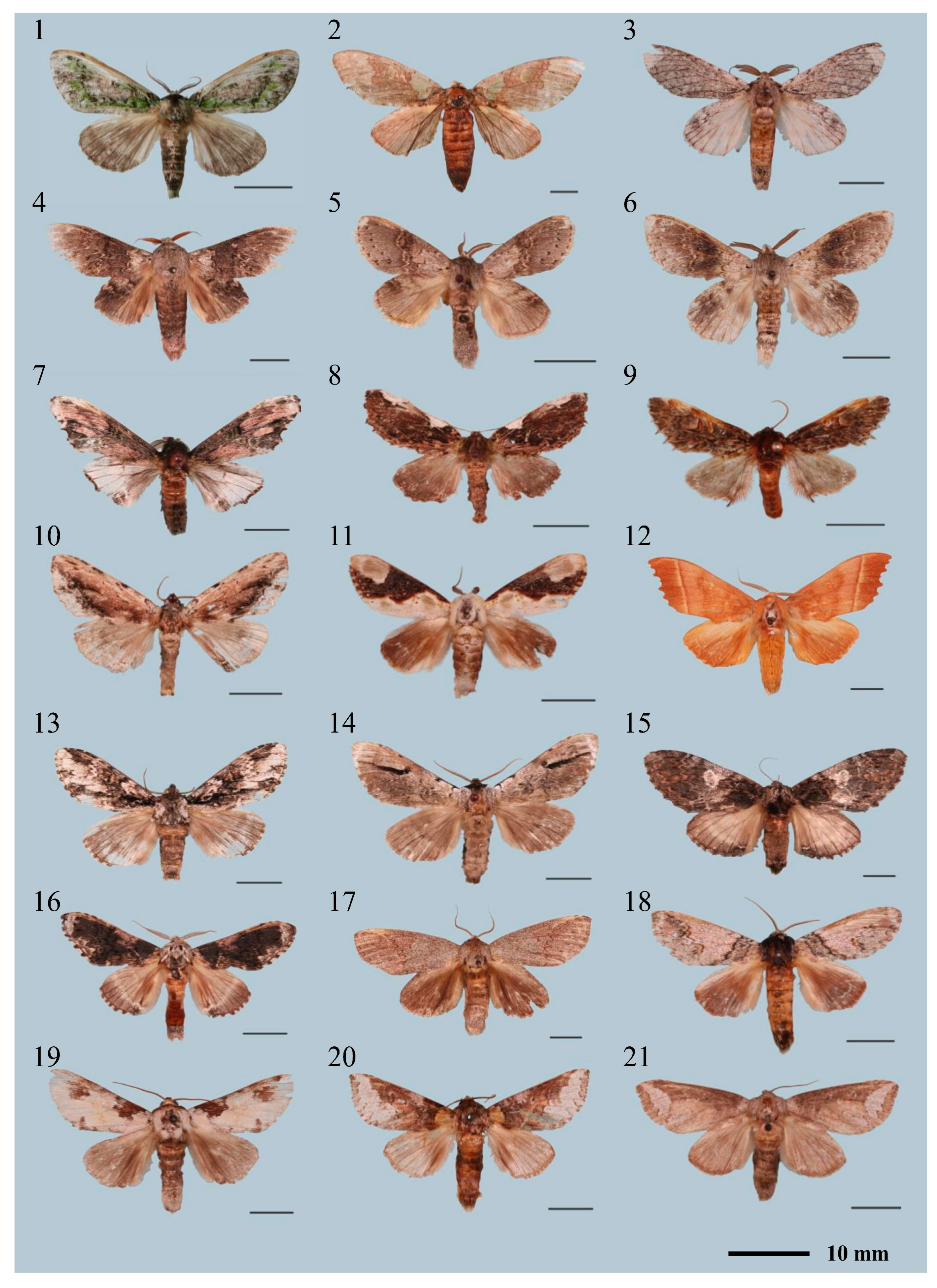 Insects 16 00526 g0a1