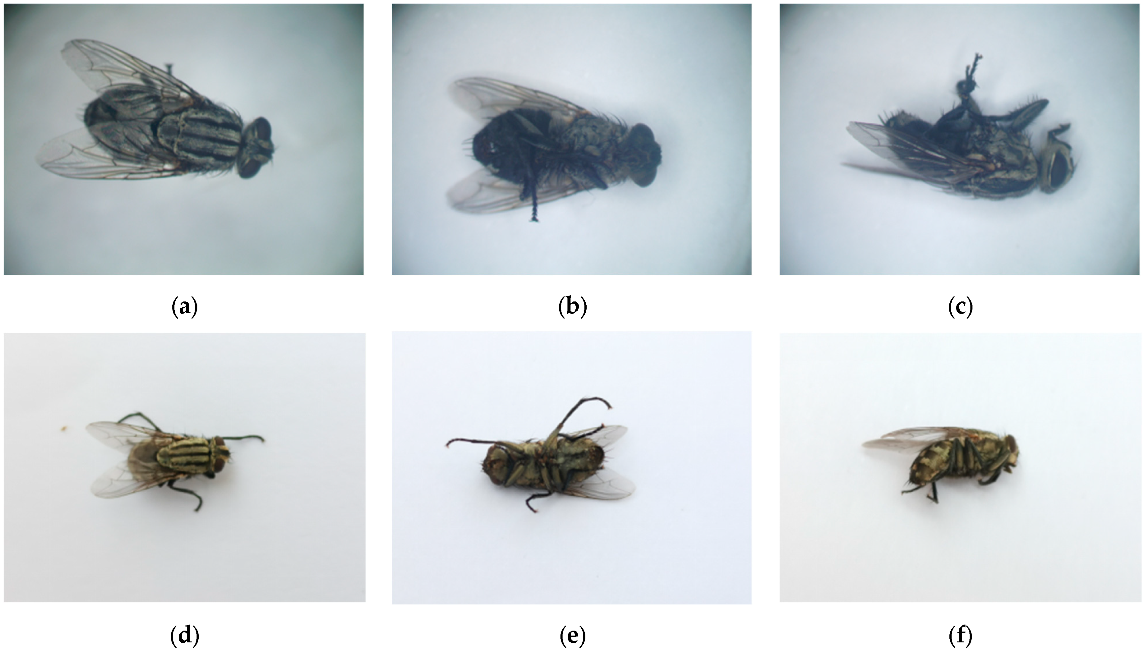 Insects 16 00529 g002