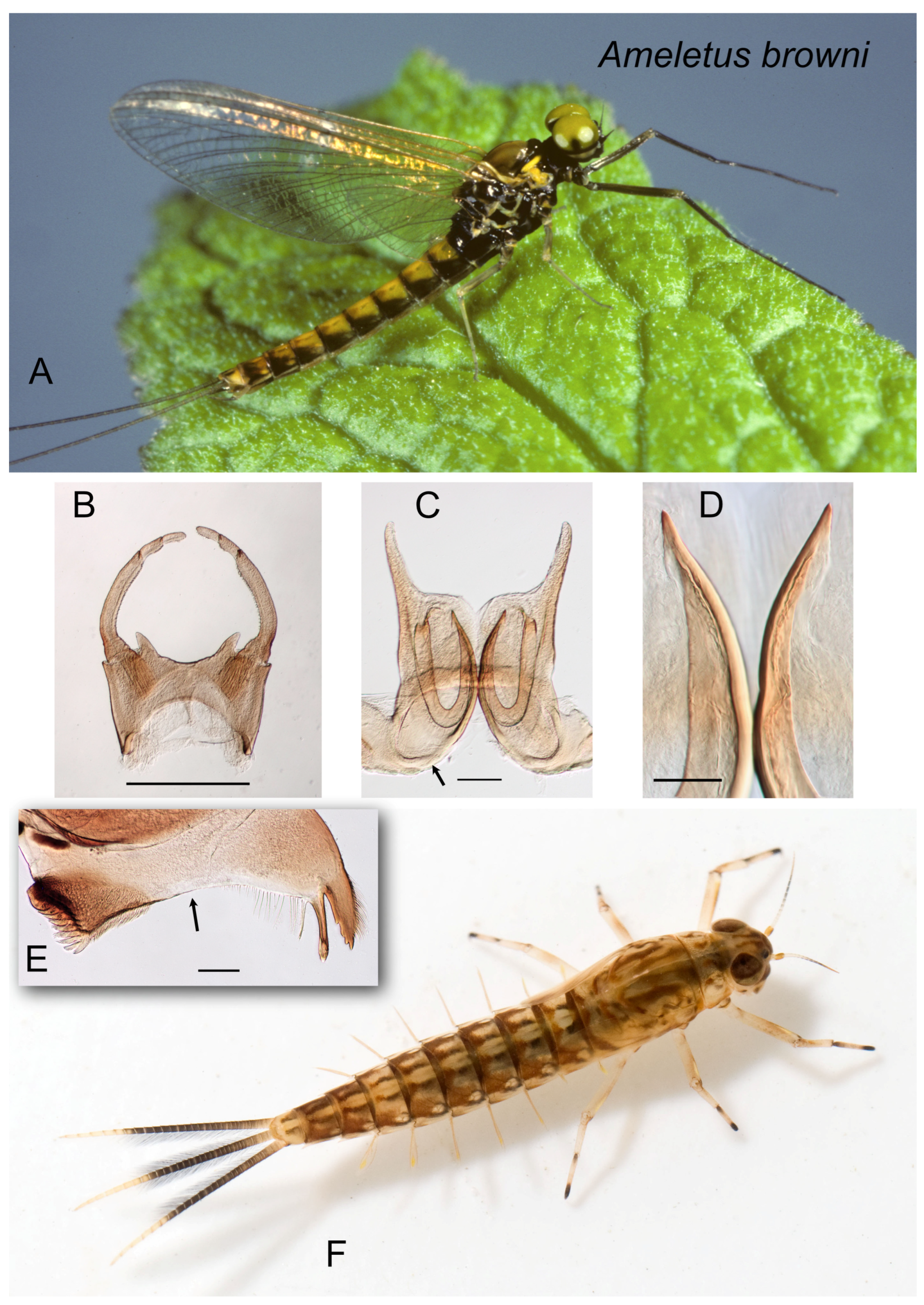 Insects 16 00530 g001