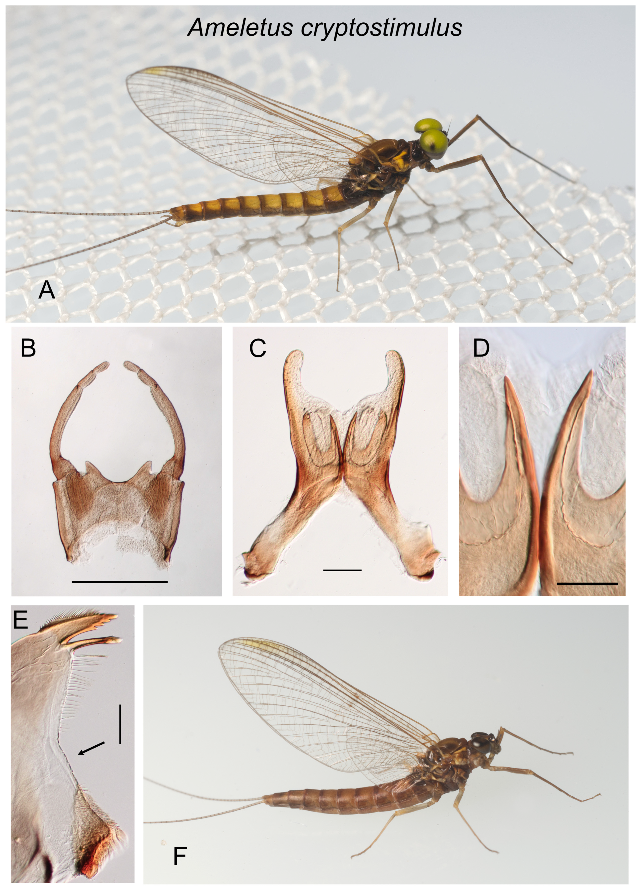 Insects 16 00530 g002