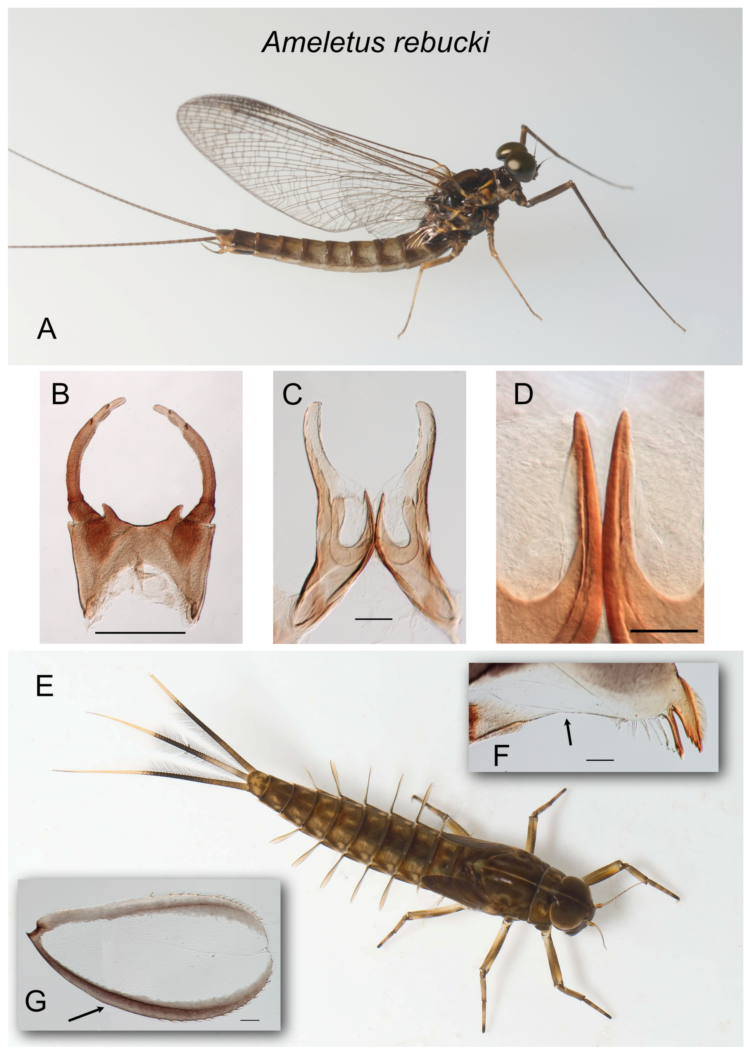 Insects 16 00530 g003