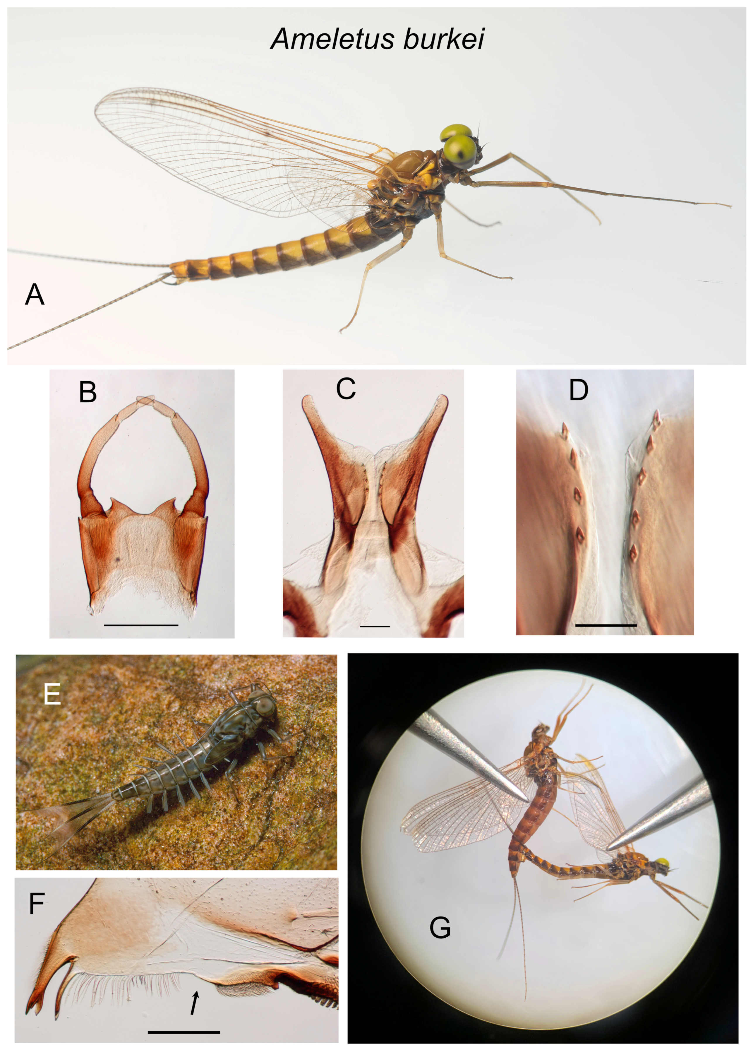 Insects 16 00530 g004