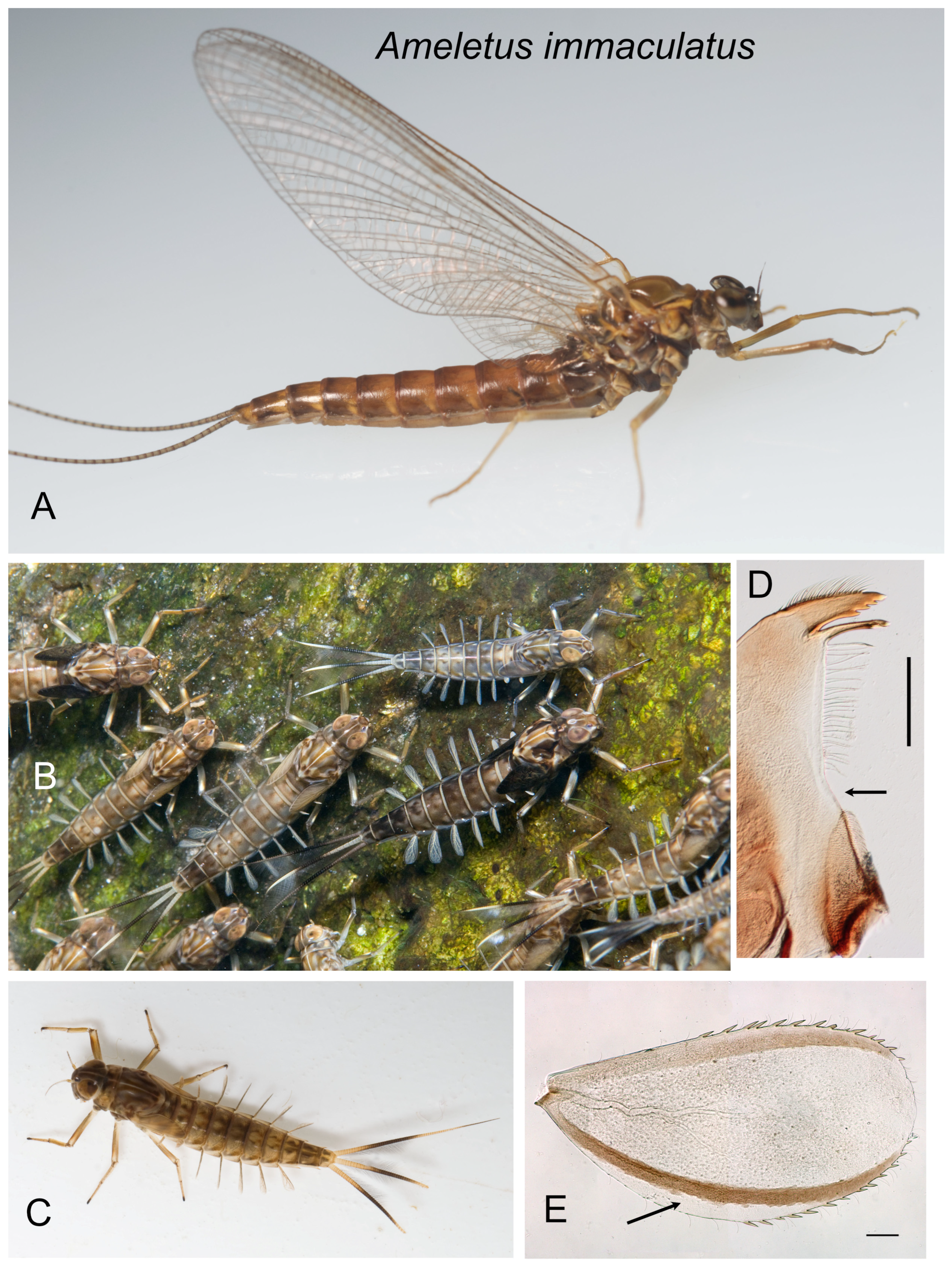 Insects 16 00530 g005