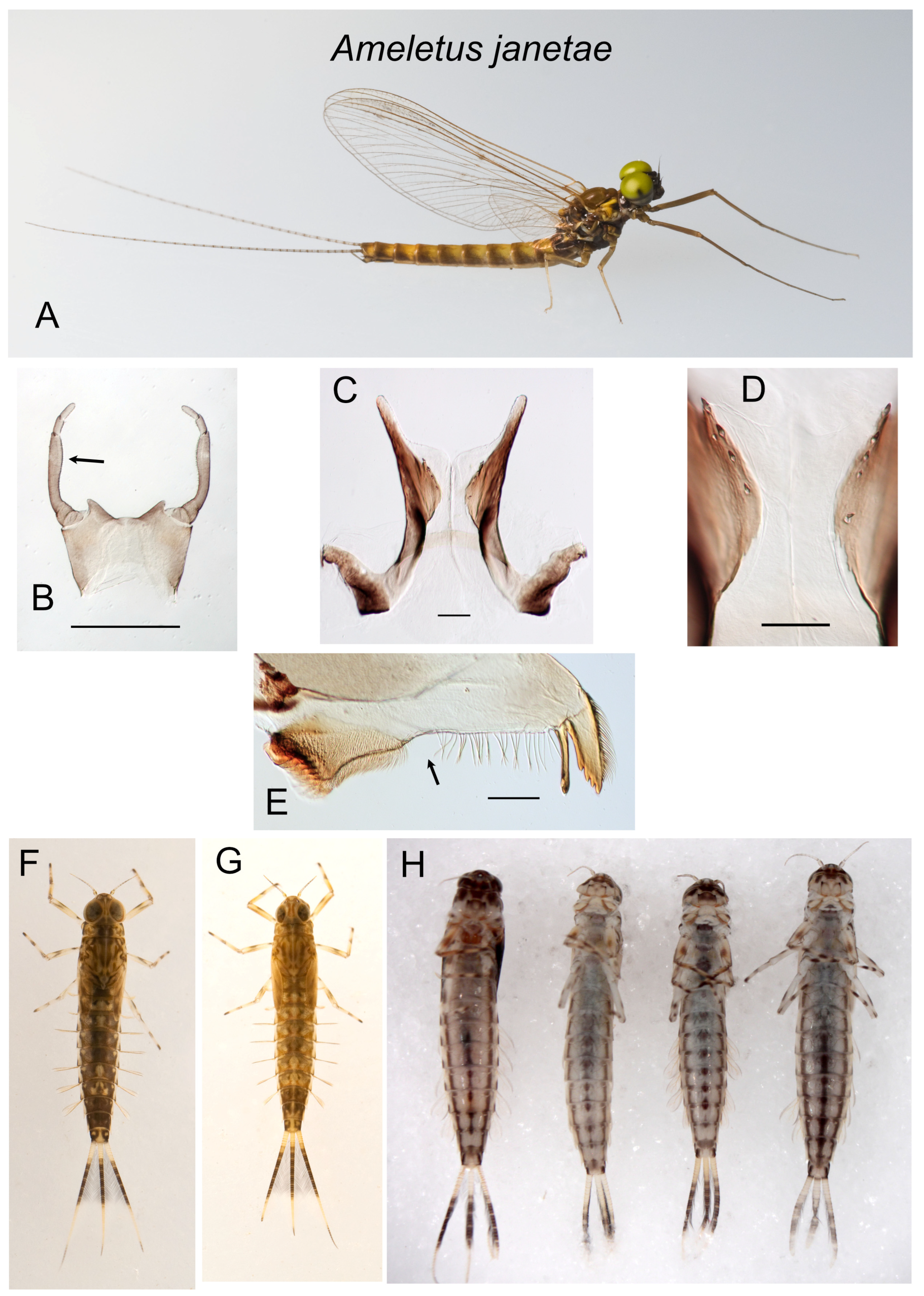 Insects 16 00530 g006