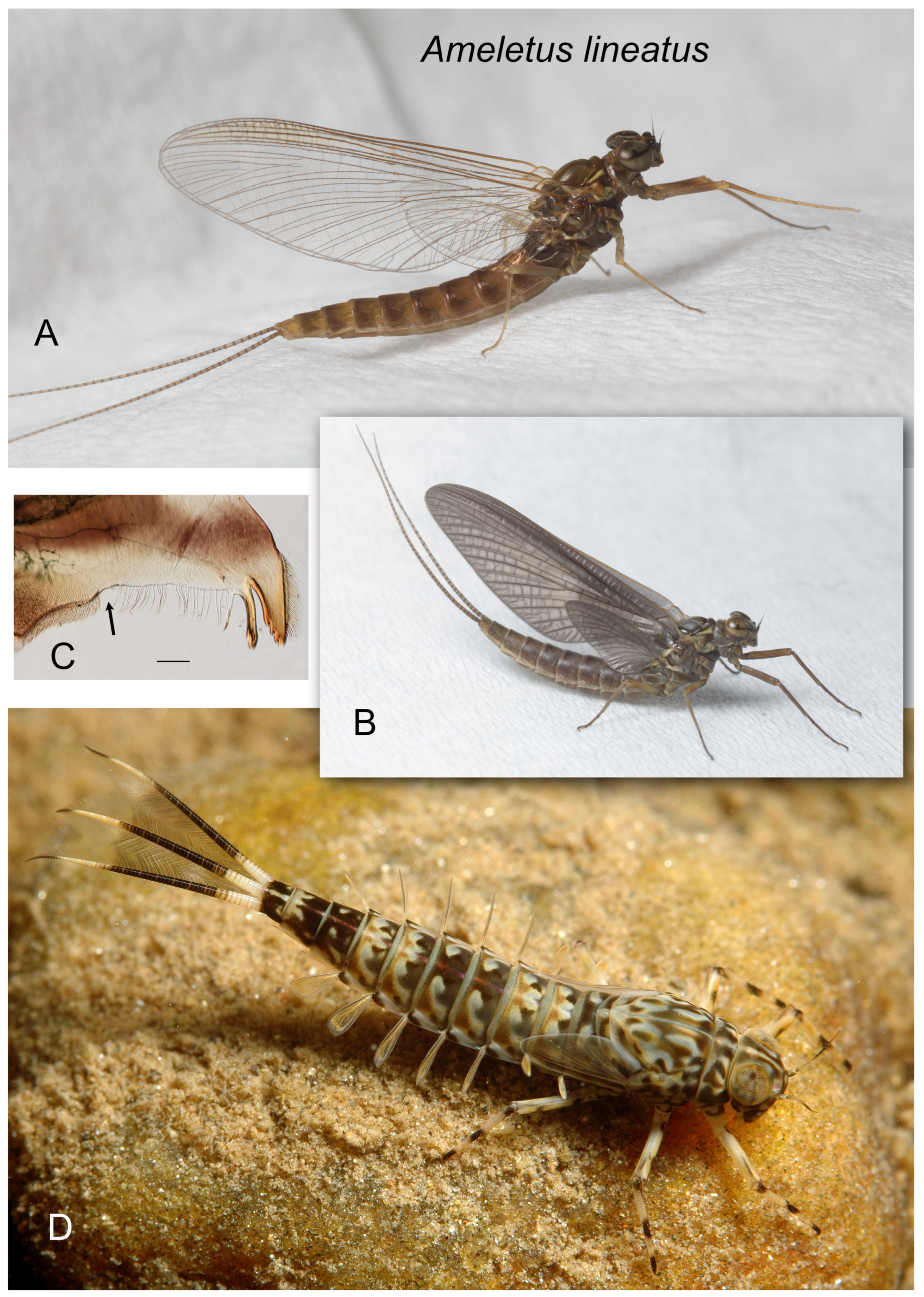 Insects 16 00530 g007