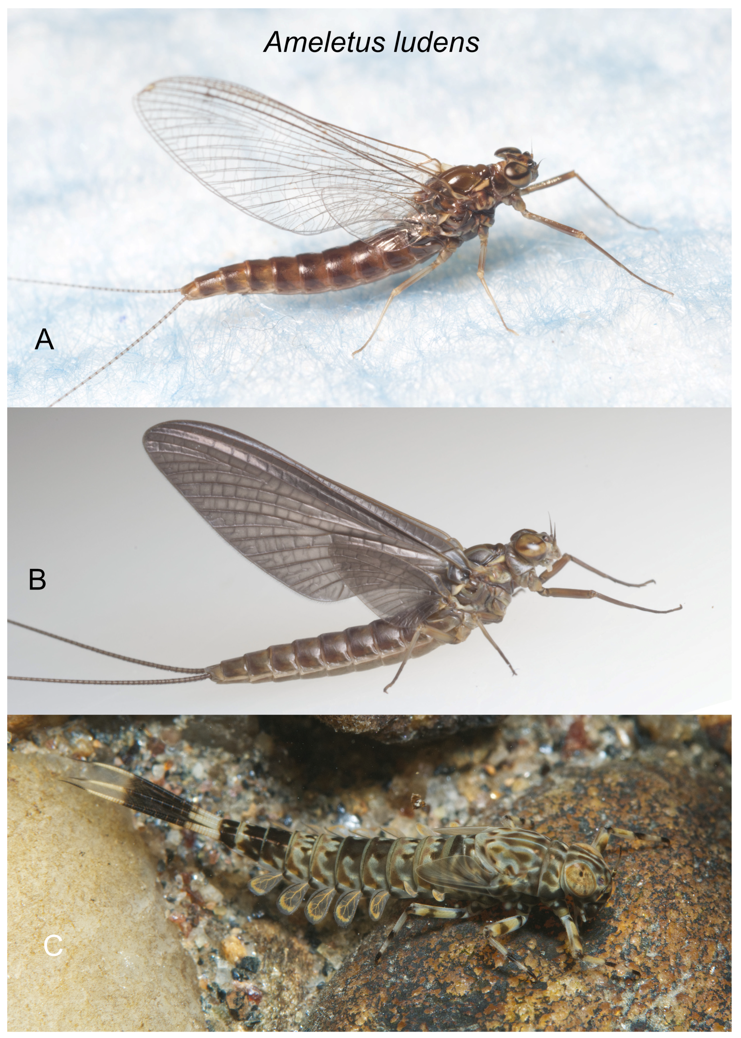 Insects 16 00530 g008