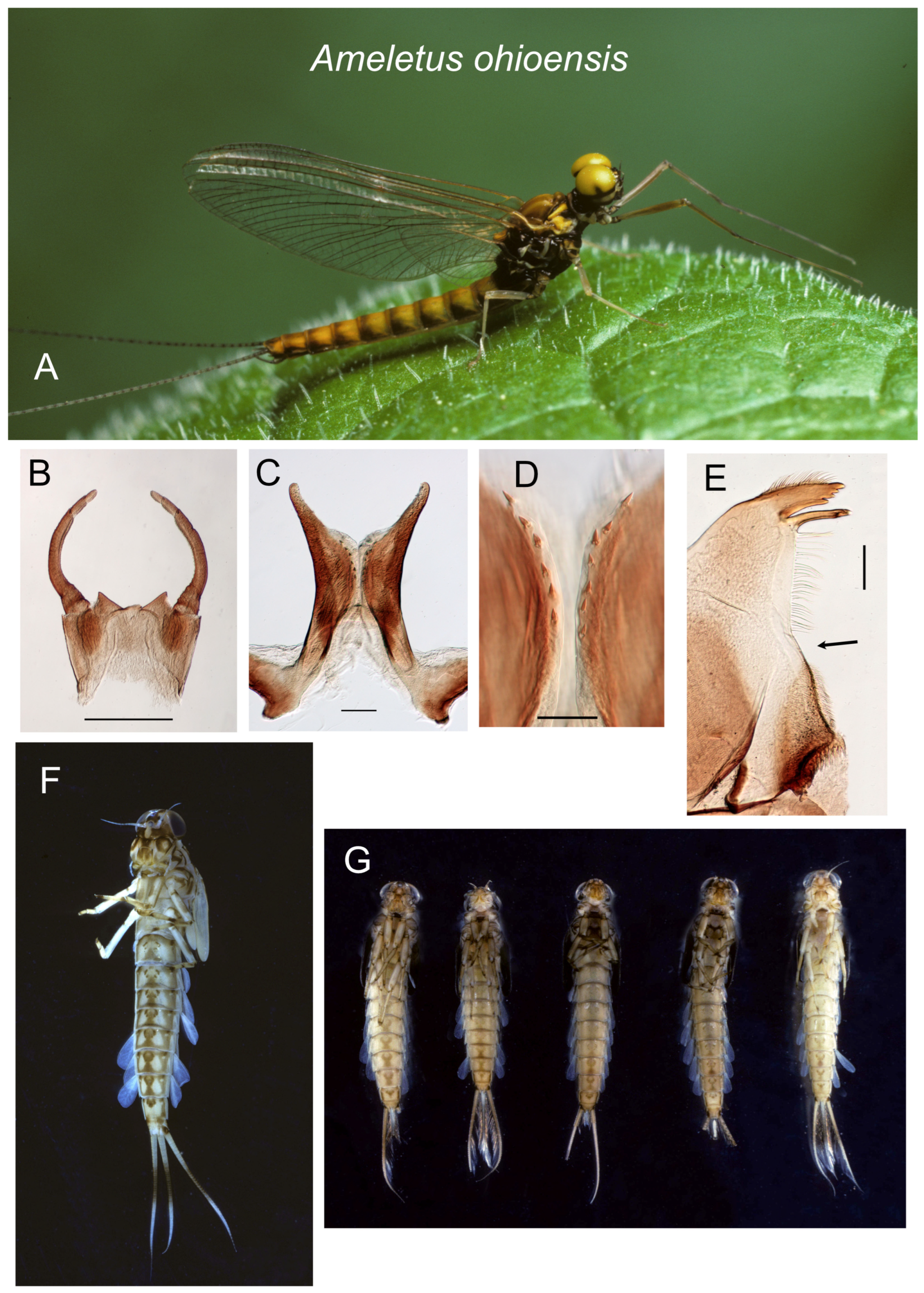 Insects 16 00530 g010