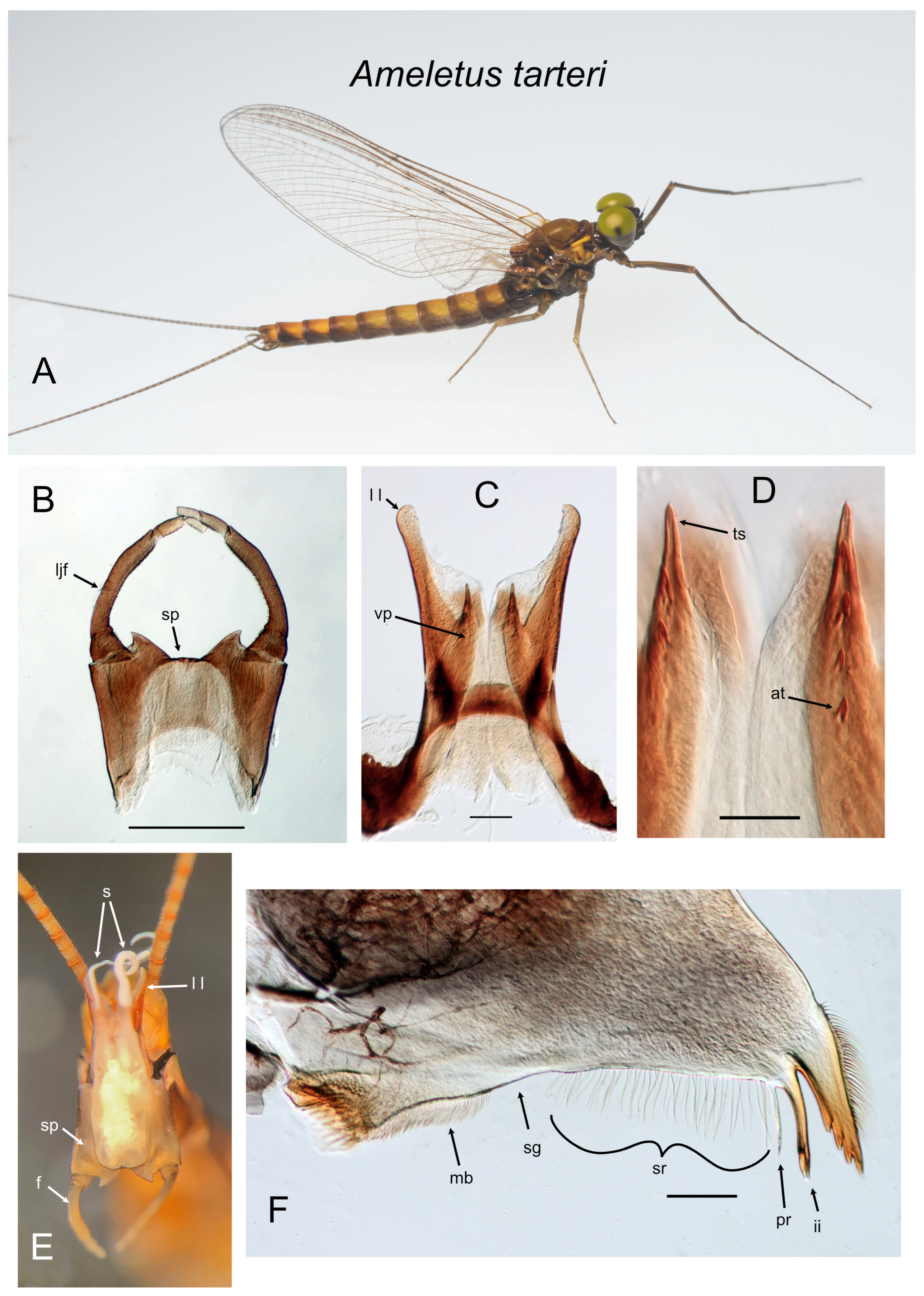 Insects 16 00530 g012