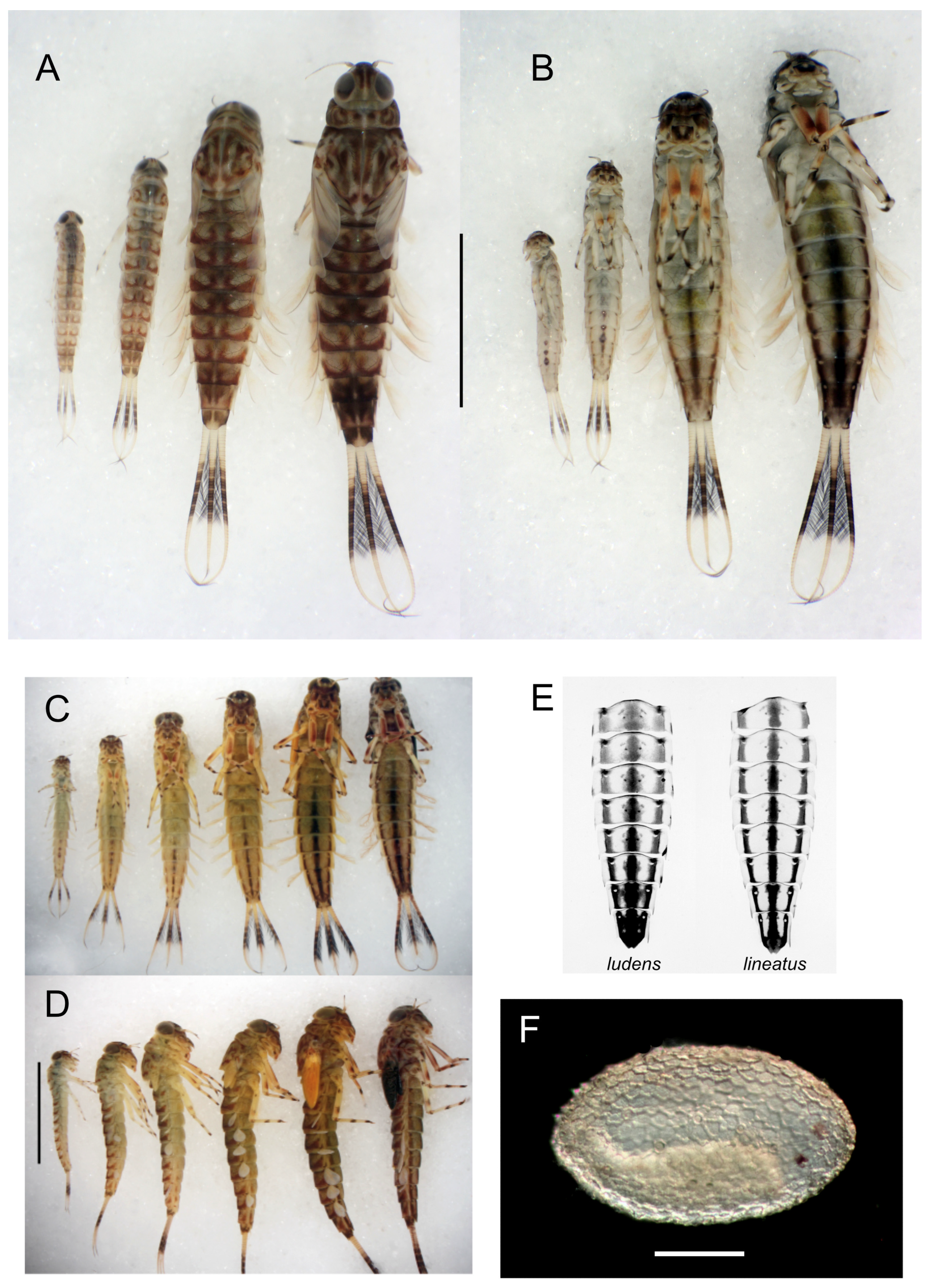 Insects 16 00530 g016