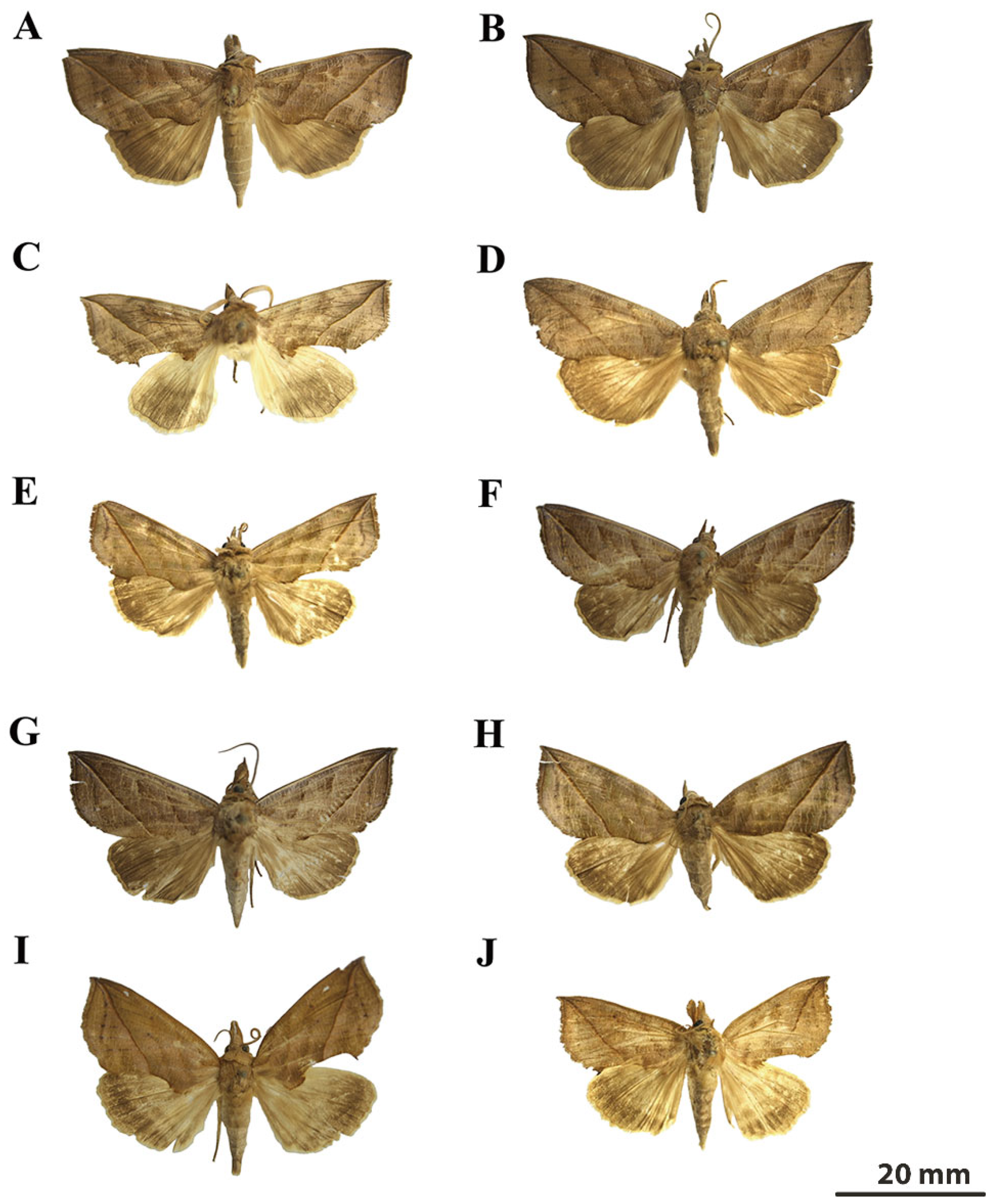 Insects 16 00534 g002