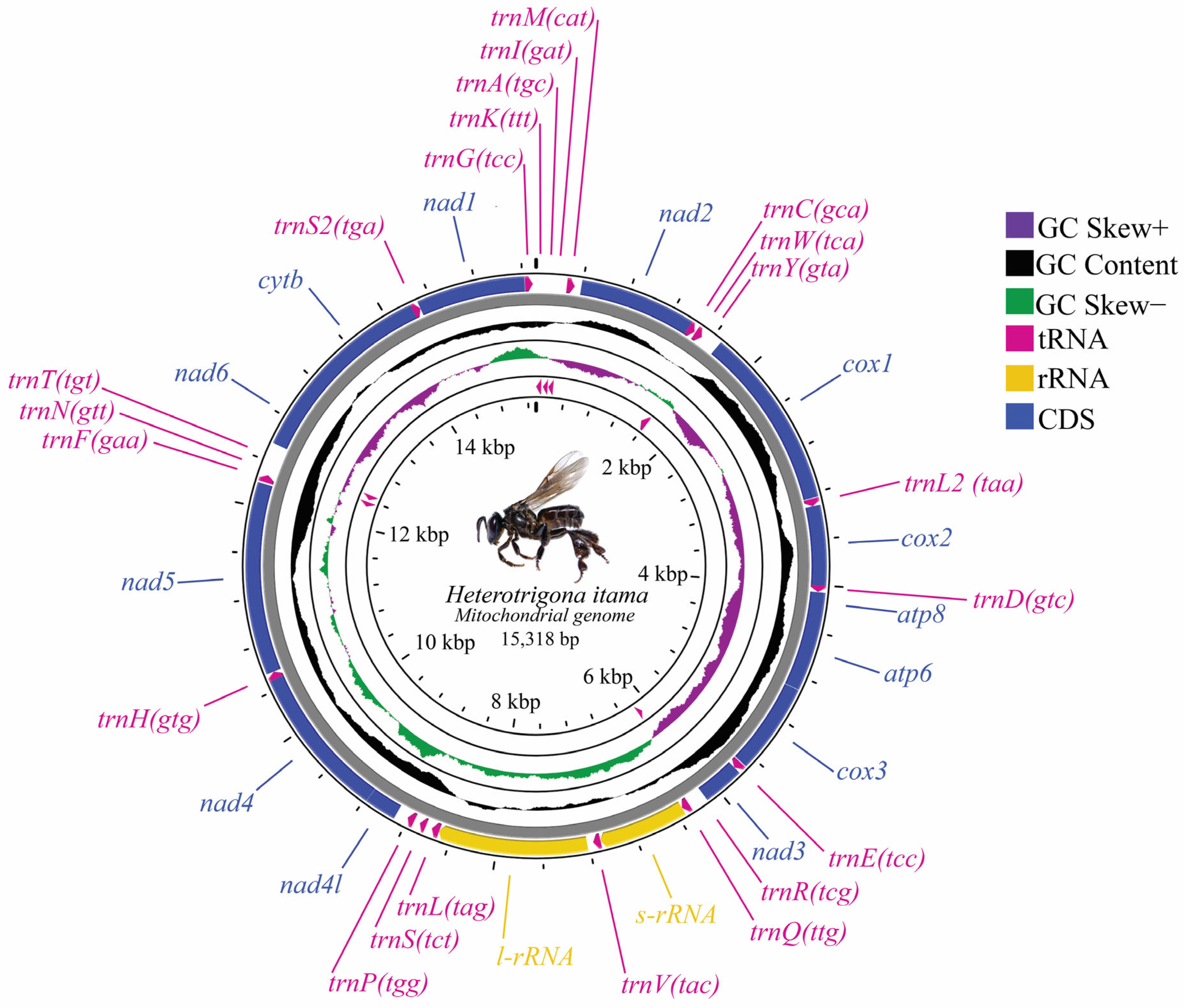 Insects 16 00535 g001 Insects 16 00535 g001