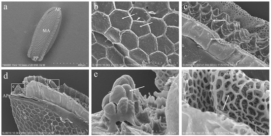 Ultrastructural Characterization of Developmental Stages and