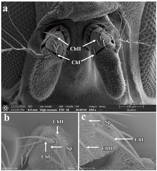 Ultrastructural Characterization of Developmental Stages and Head