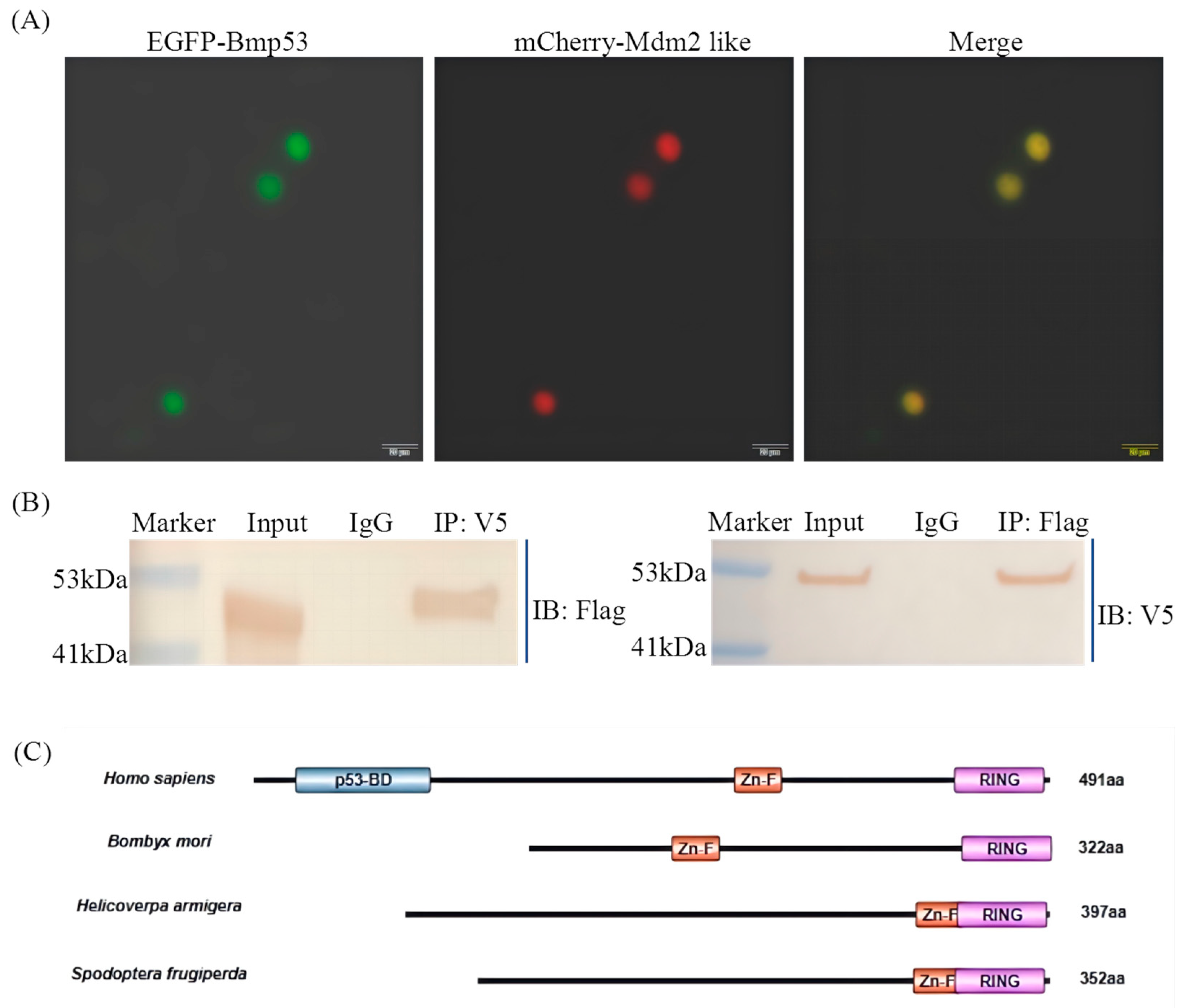 Insects 16 00544 g002