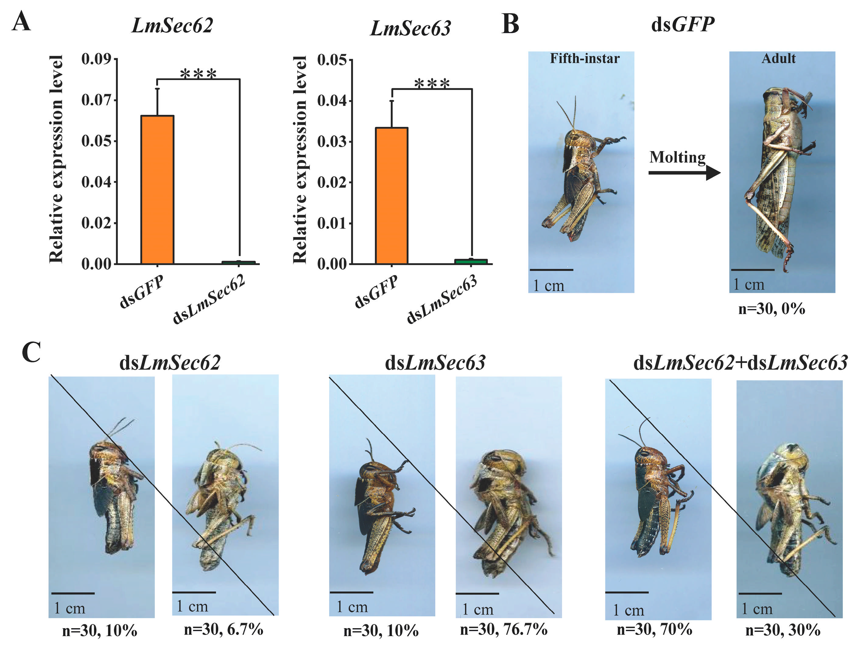 Insects 16 00550 g007 Insects 16 00550 g007