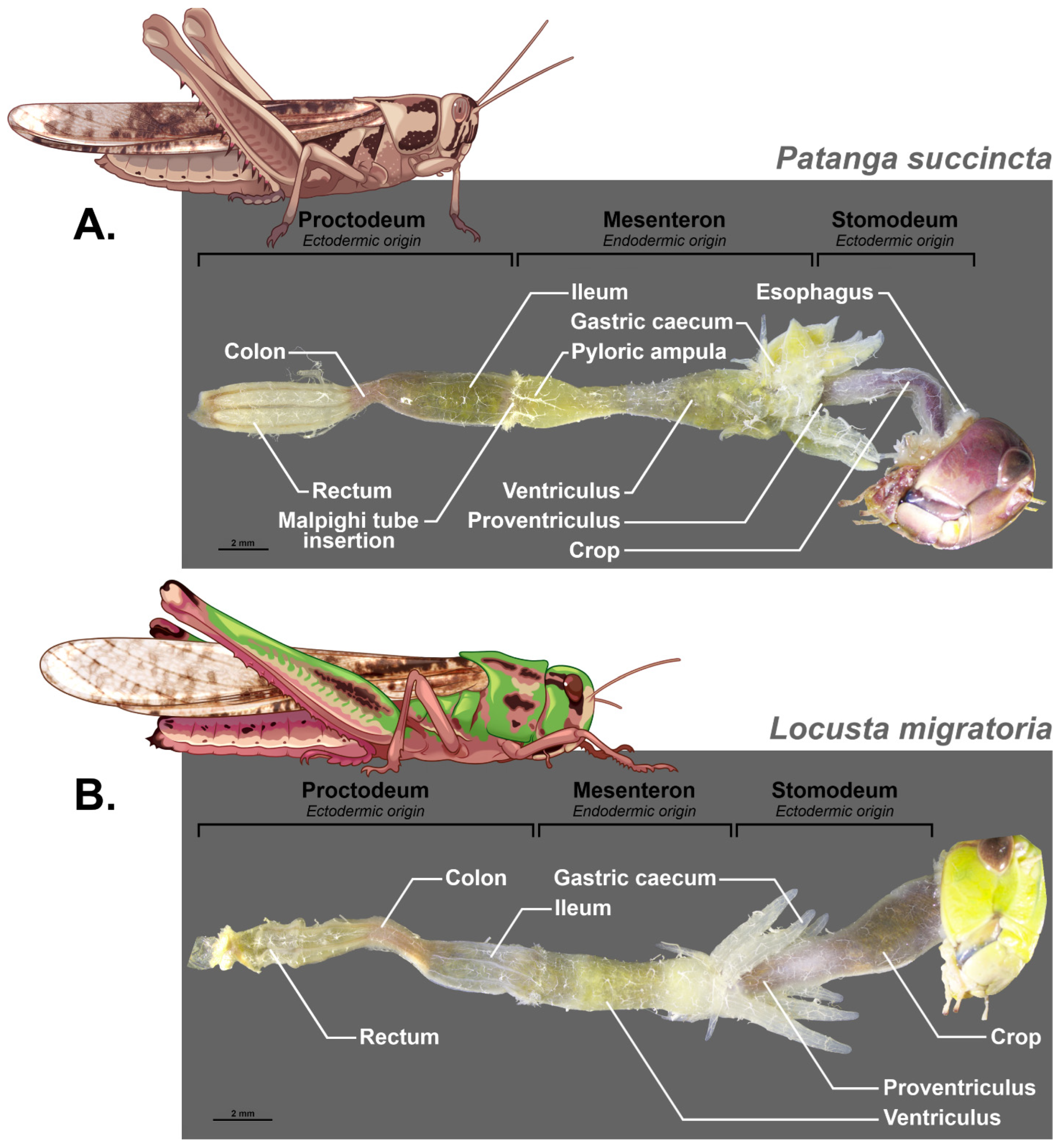Insects 16 00555 g002 Insects 16 00555 g002