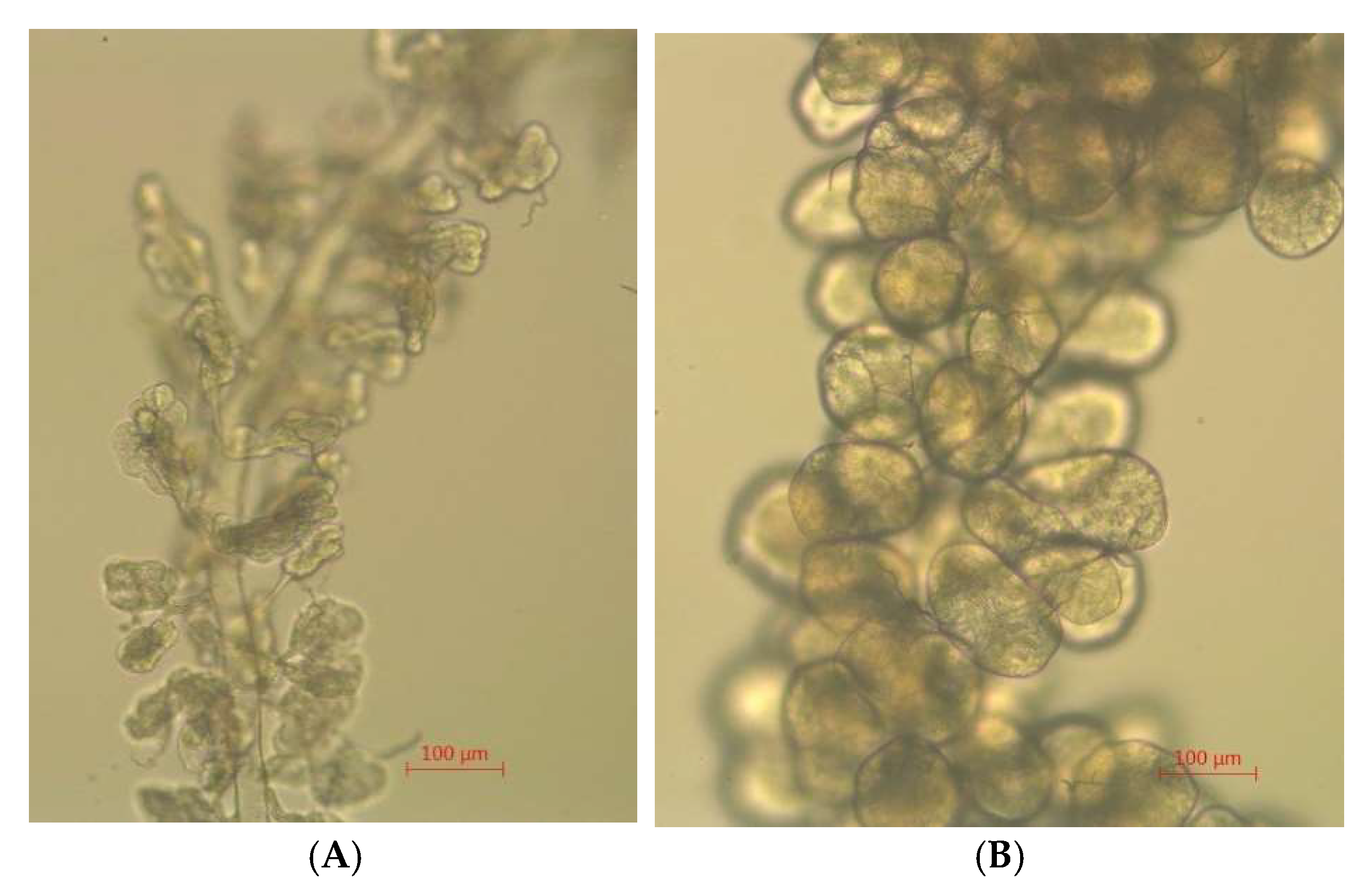 Insects 16 00558 g011