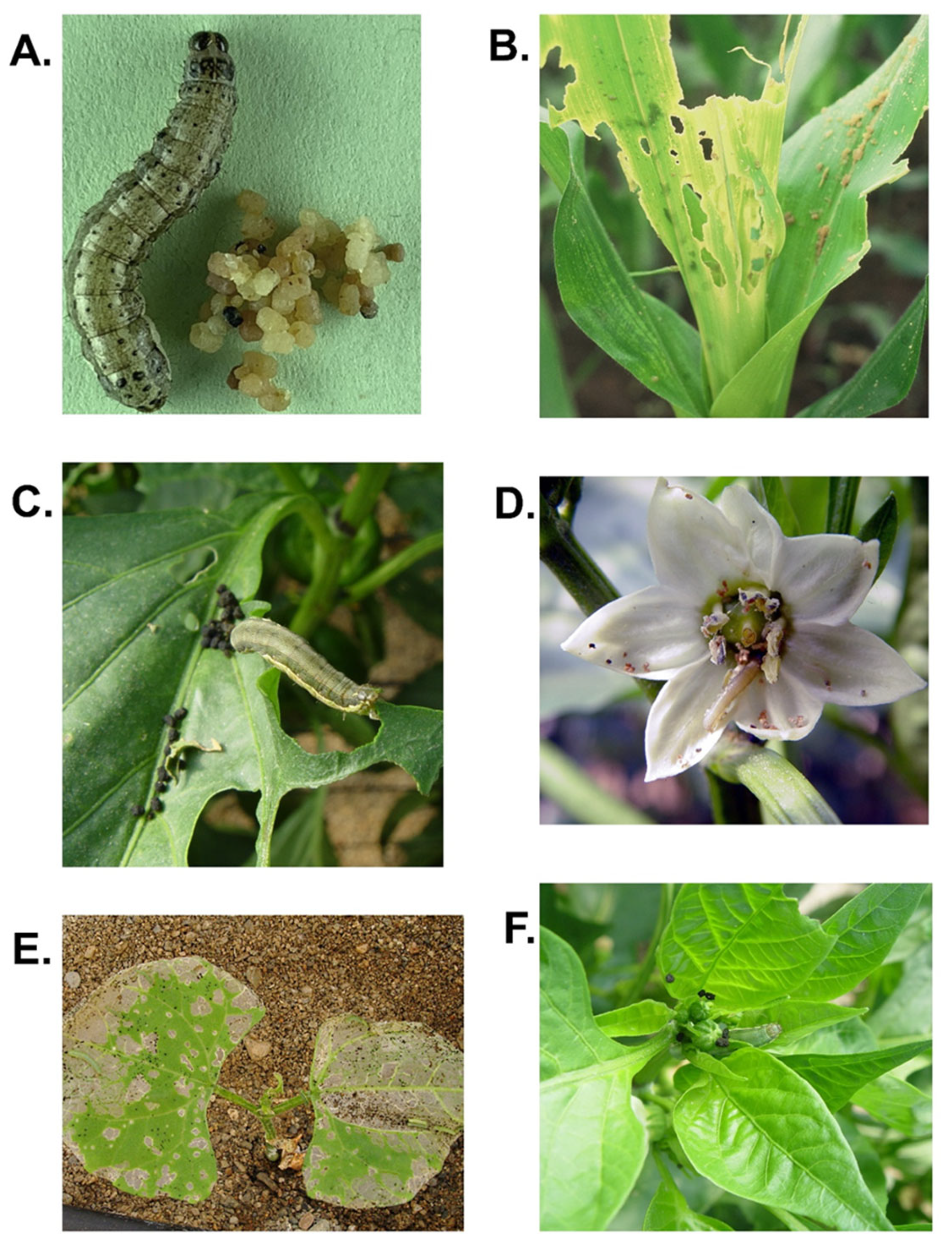 Insects 16 00562 g004