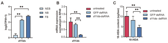 Honey オートバイのフロントヘッドライト Kawasaki ZX-4R ZX-4RR 2023