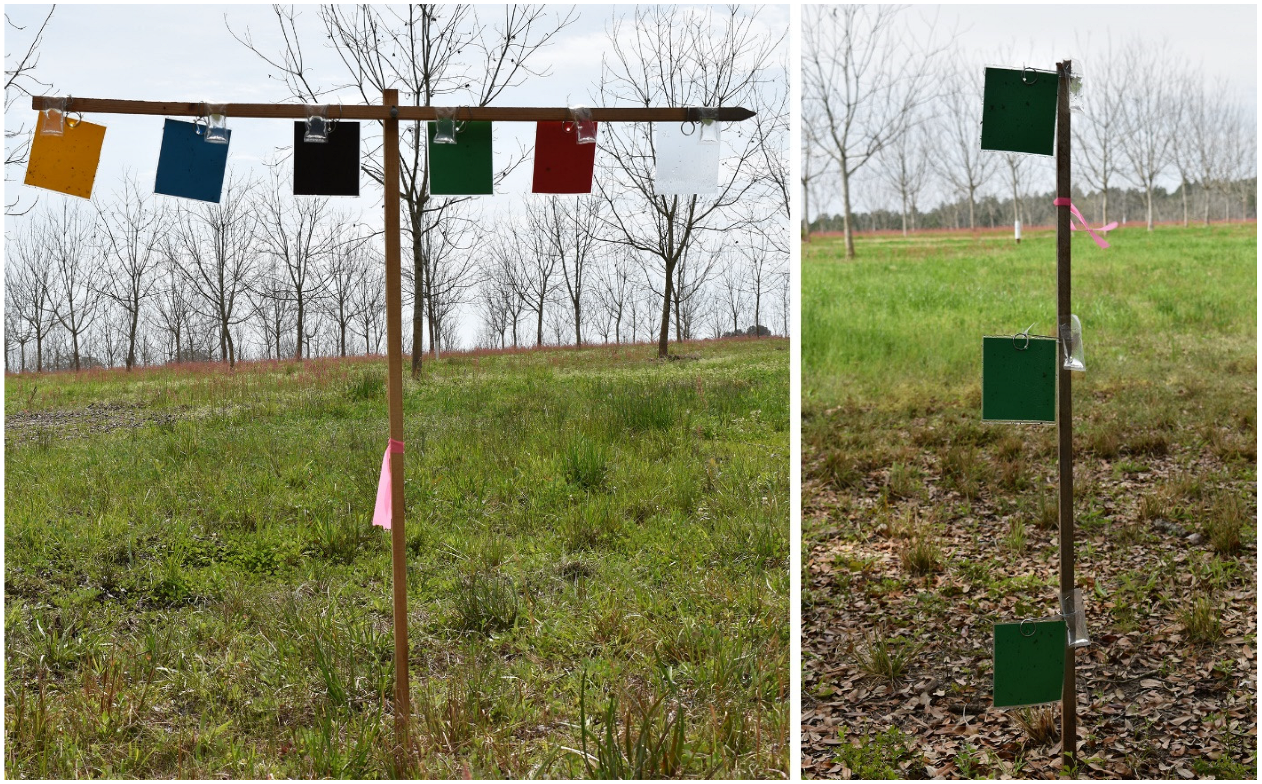 Insects 16 00569 g001