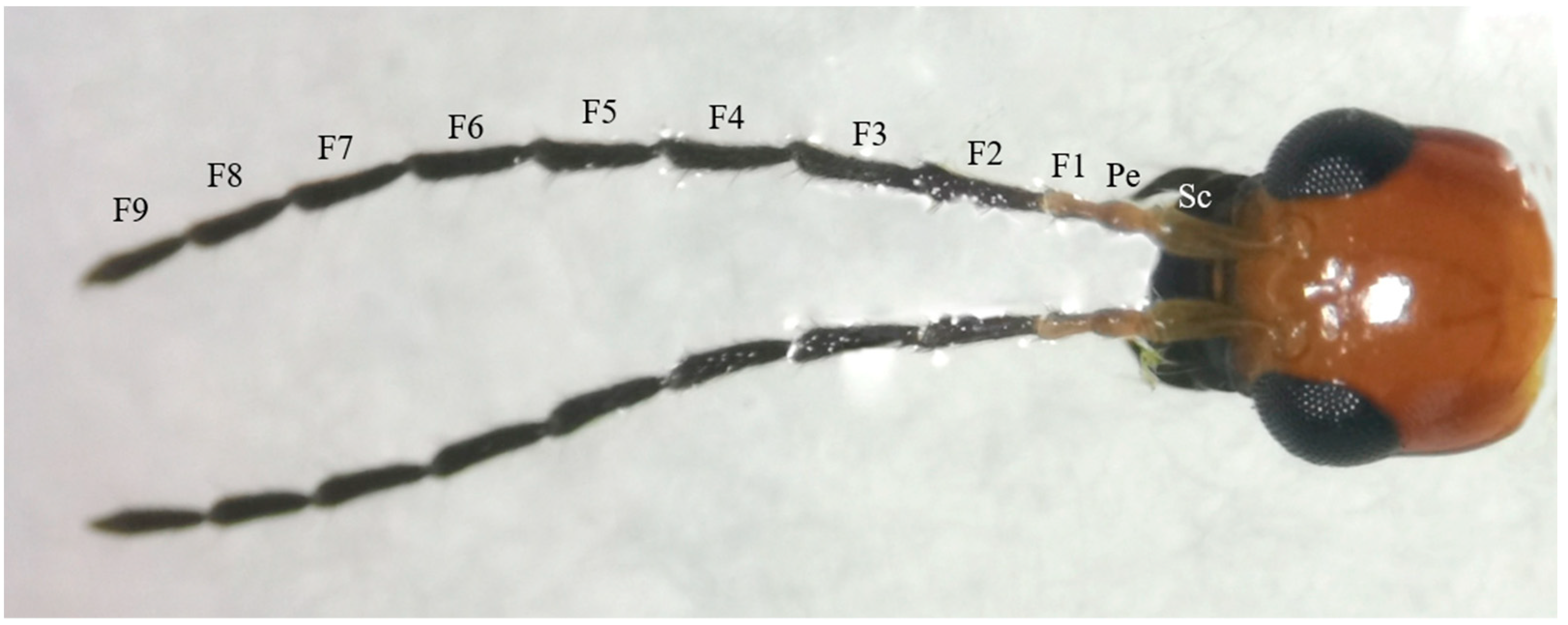 Insects 16 00573 g001