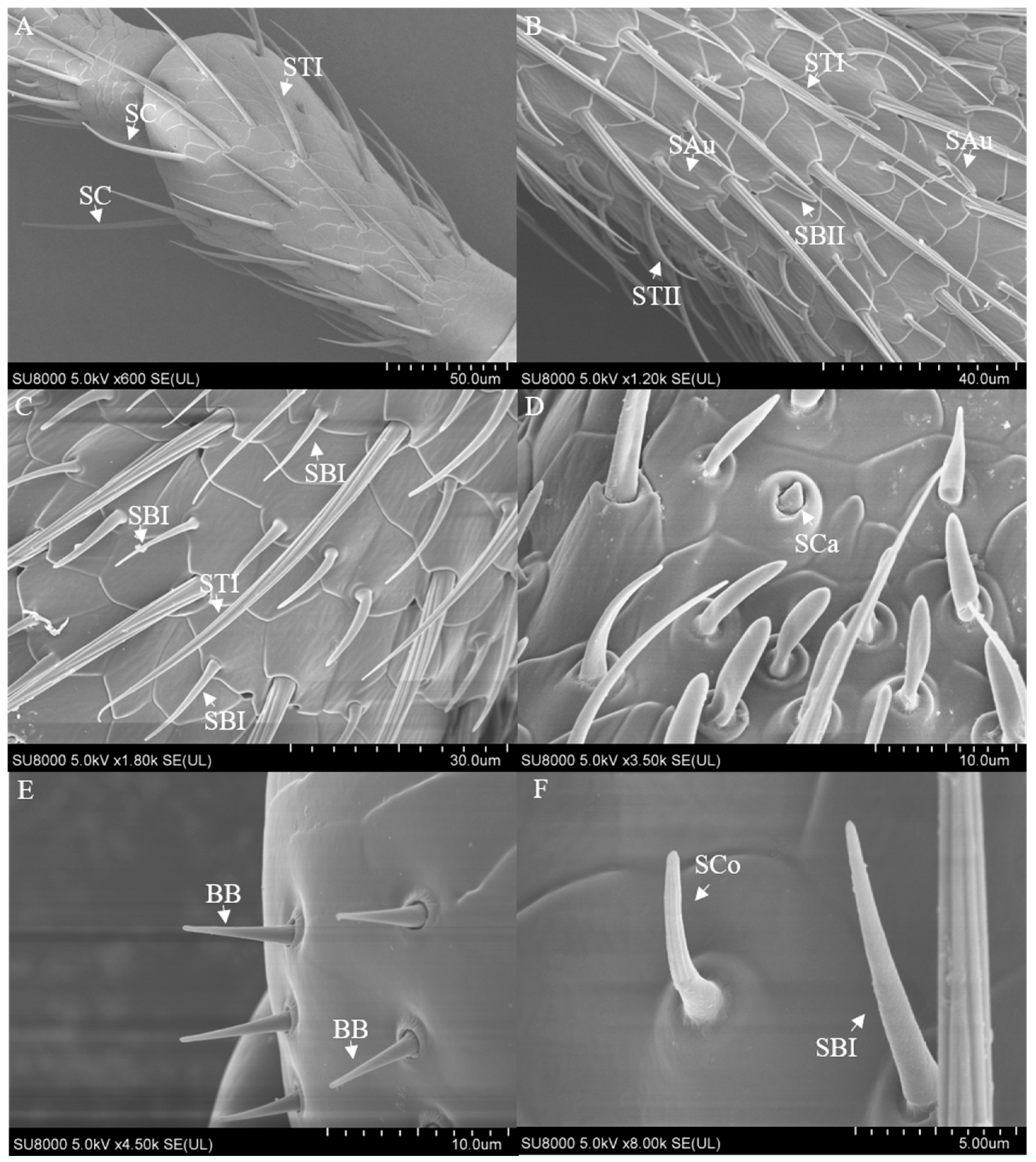 Insects 16 00573 g002