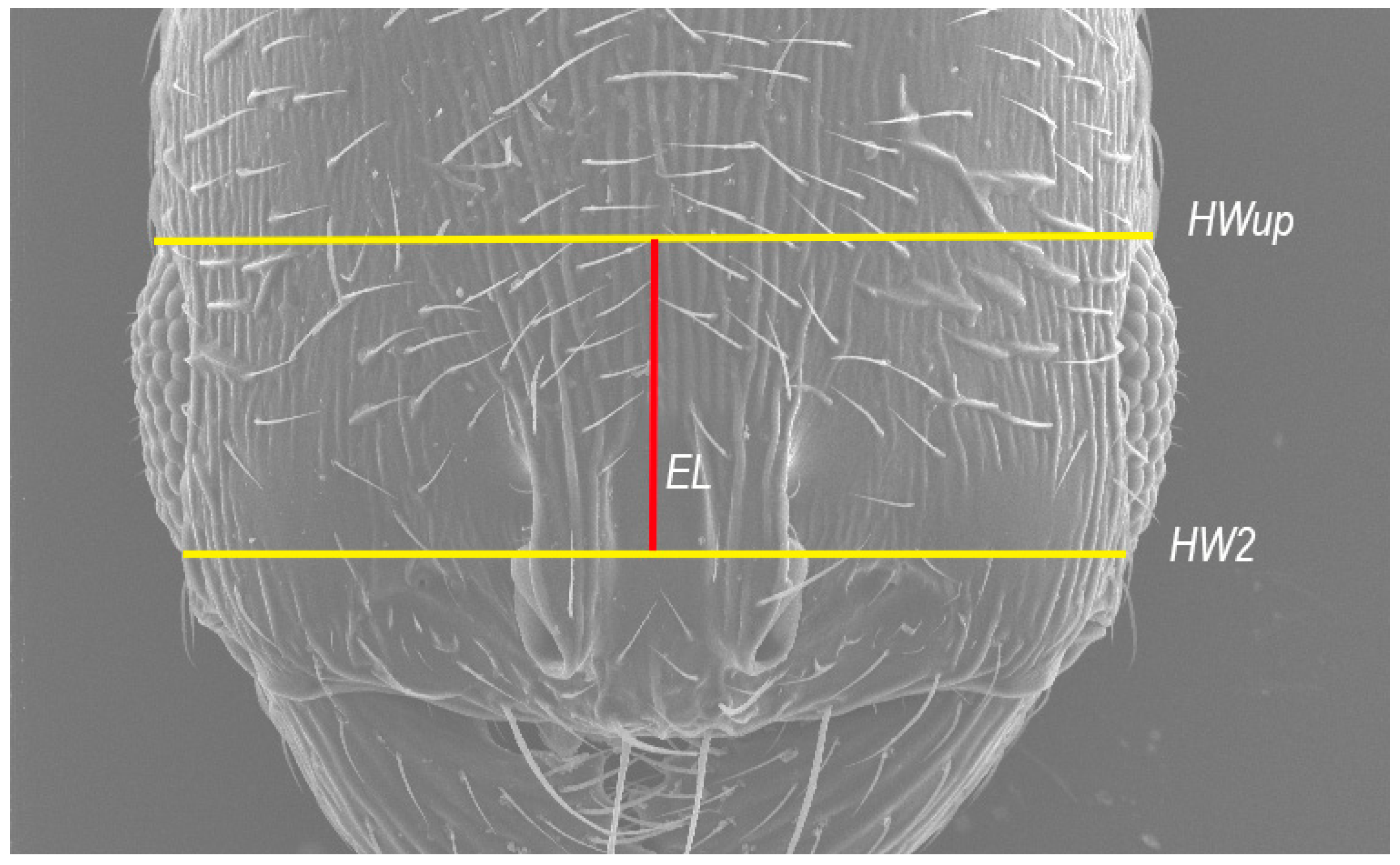 Insects 16 00581 g001