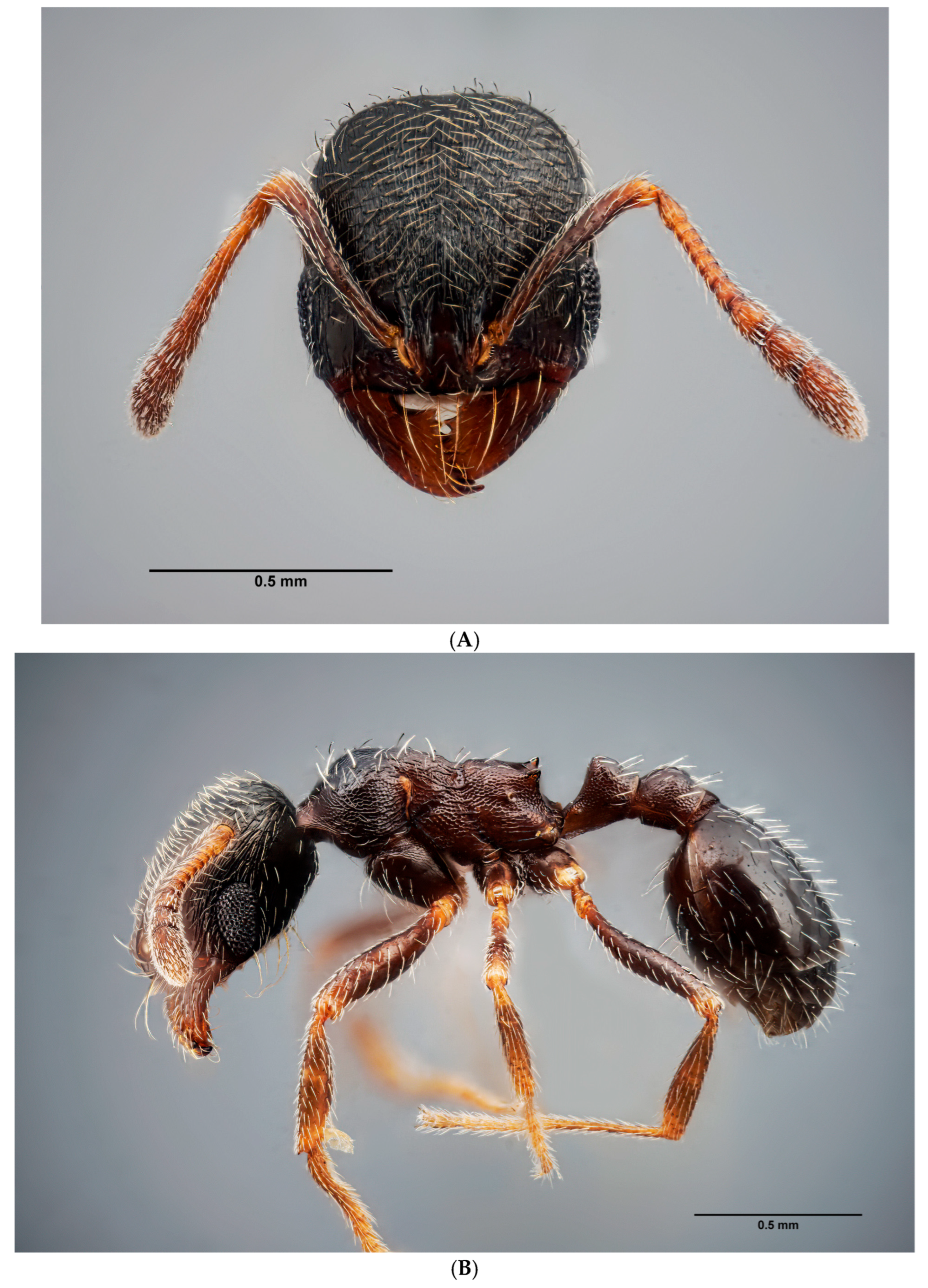 Insects 16 00581 g004a