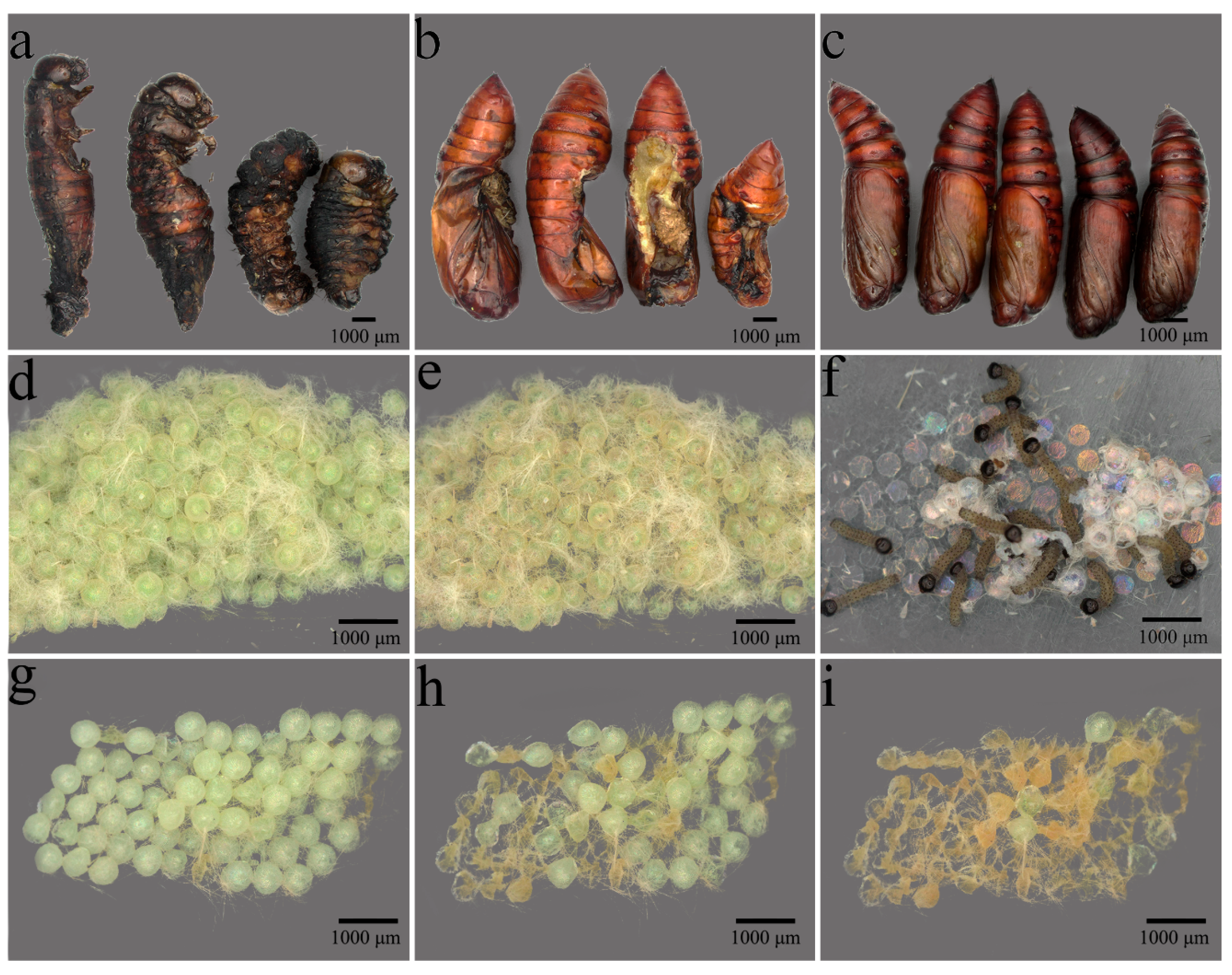 Insects 16 00584 g006