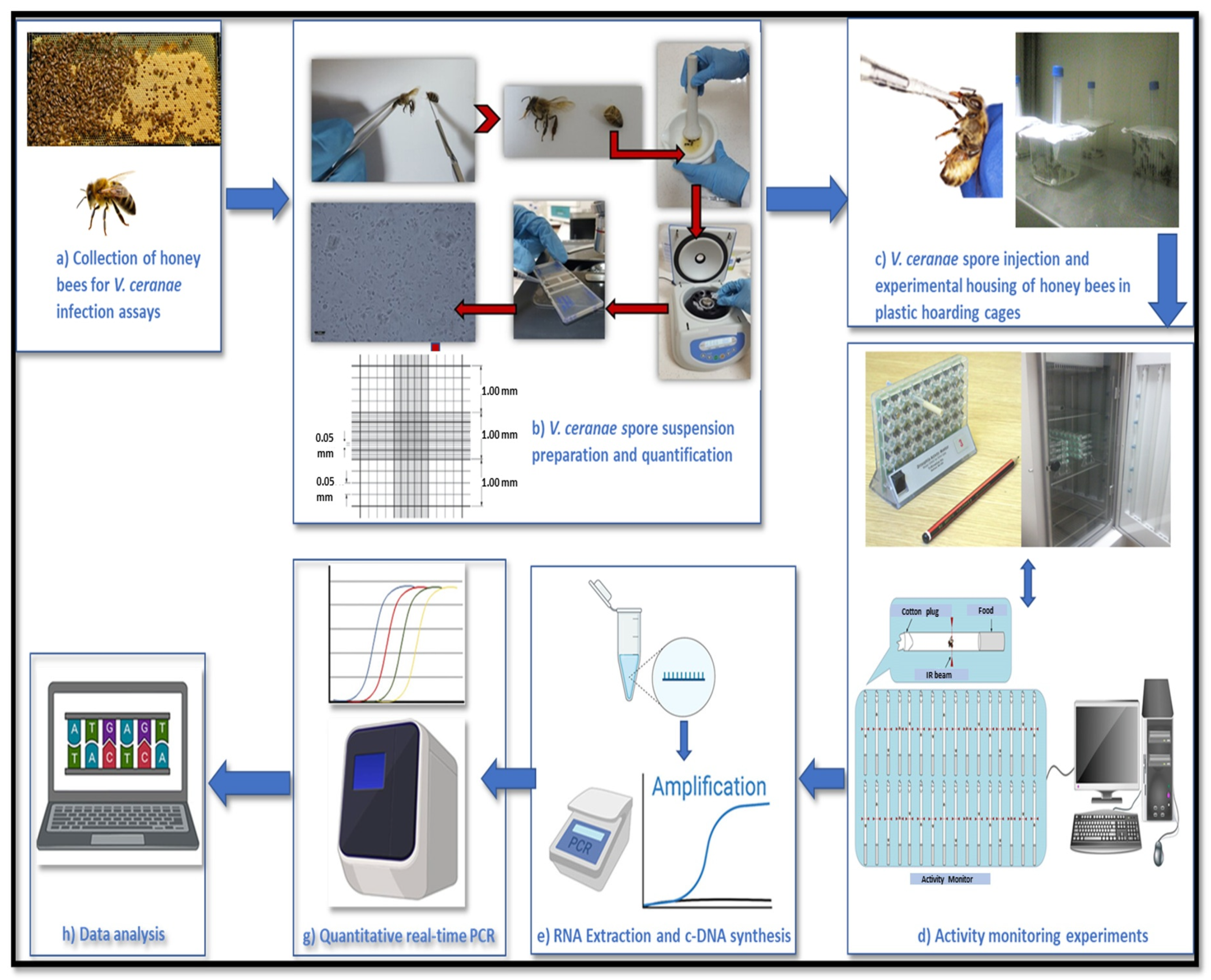 Insects 16 00593 g001