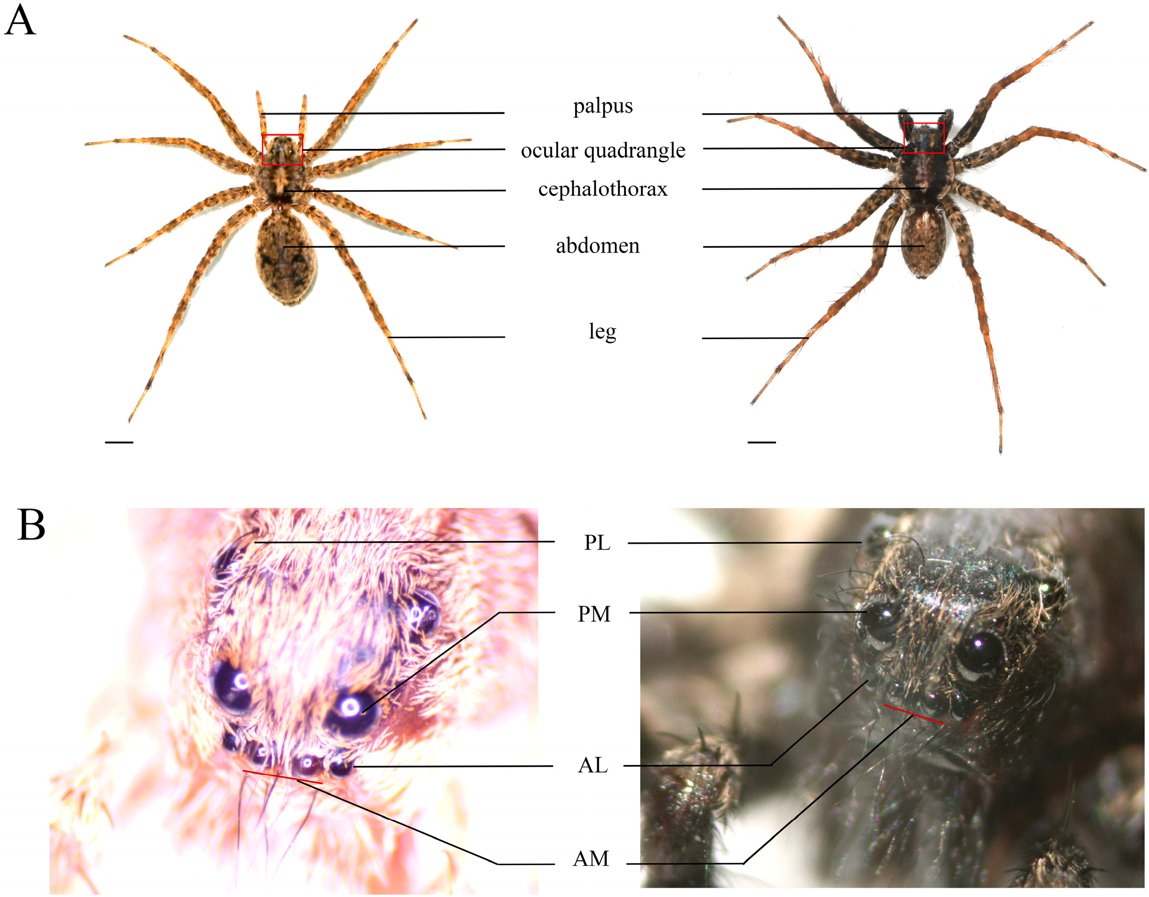 Insects 16 00595 g001