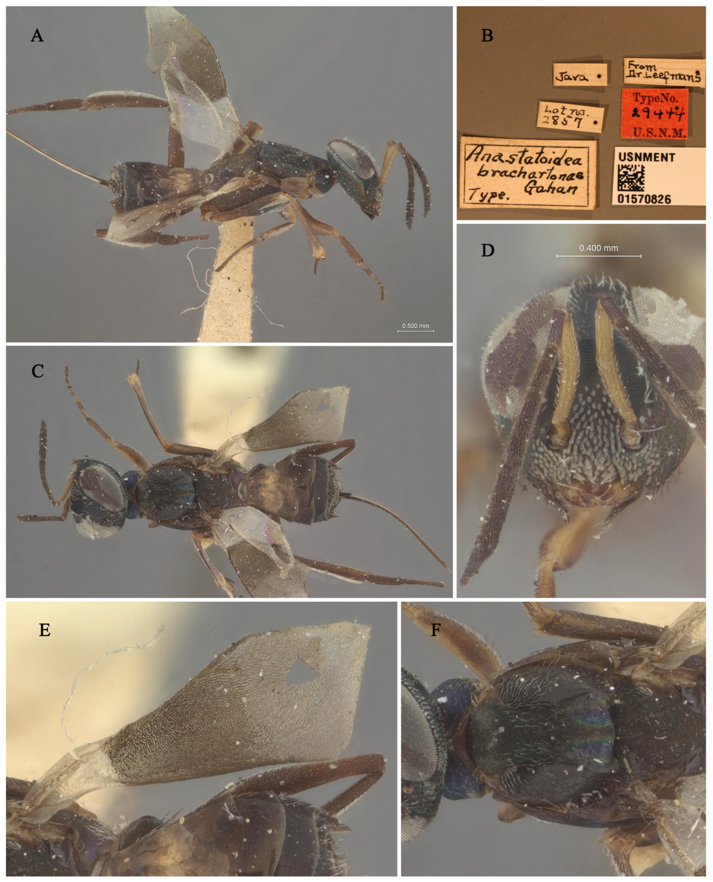 Insects 16 00597 g003