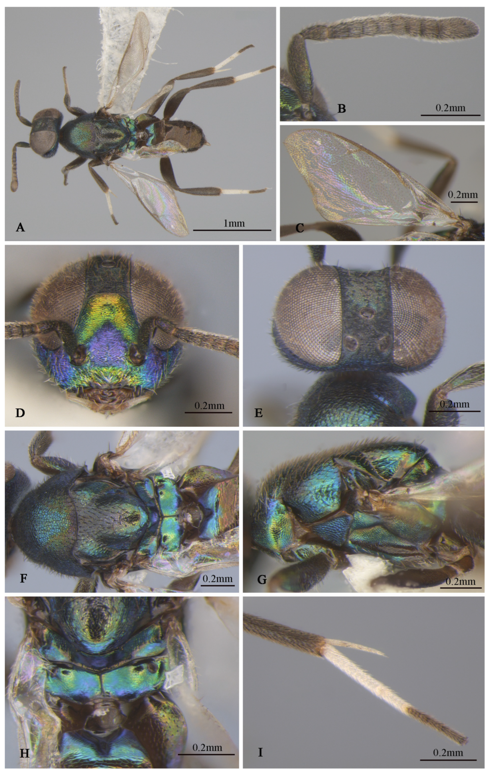 Insects 16 00597 g004