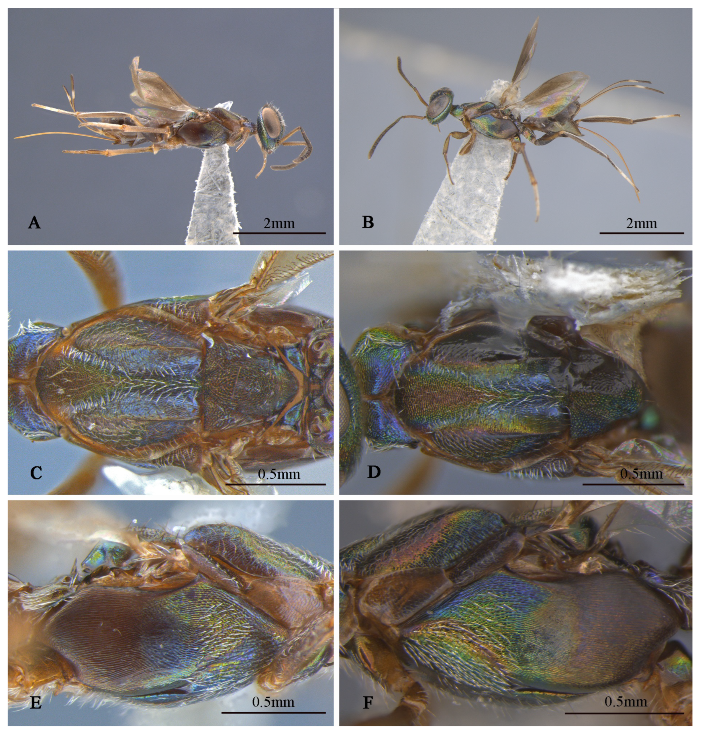 Insects 16 00597 g005