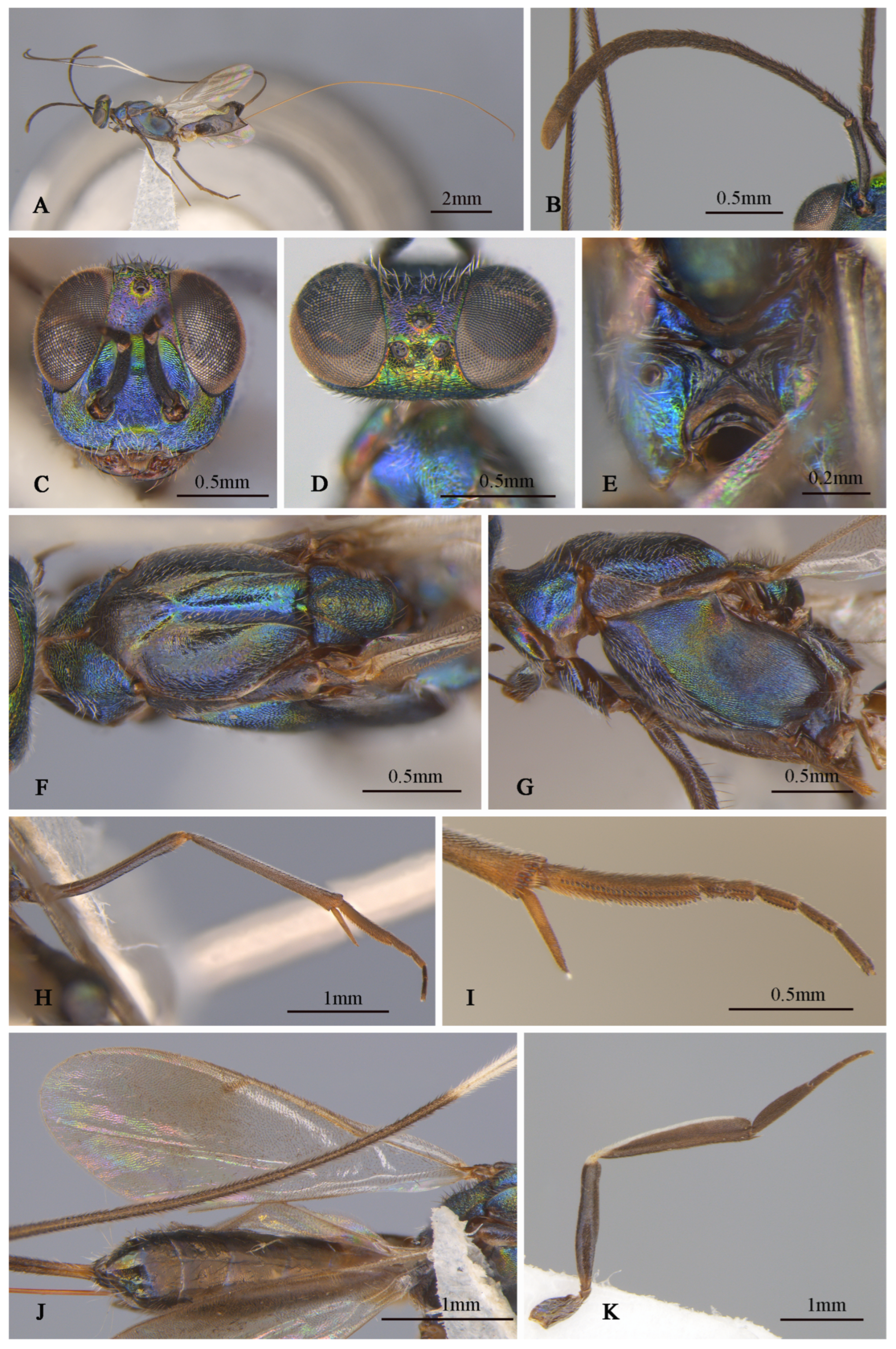 Insects 16 00597 g007