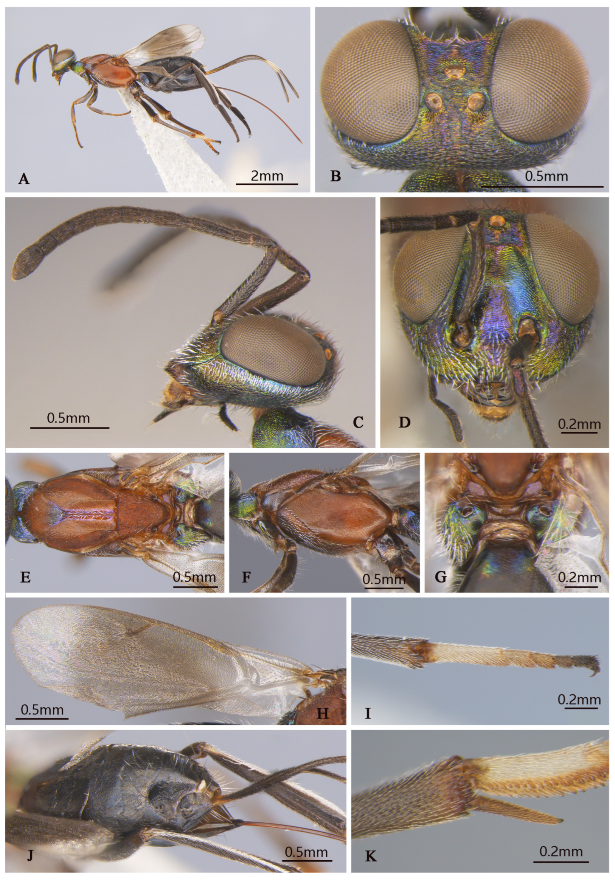 Insects 16 00597 g008