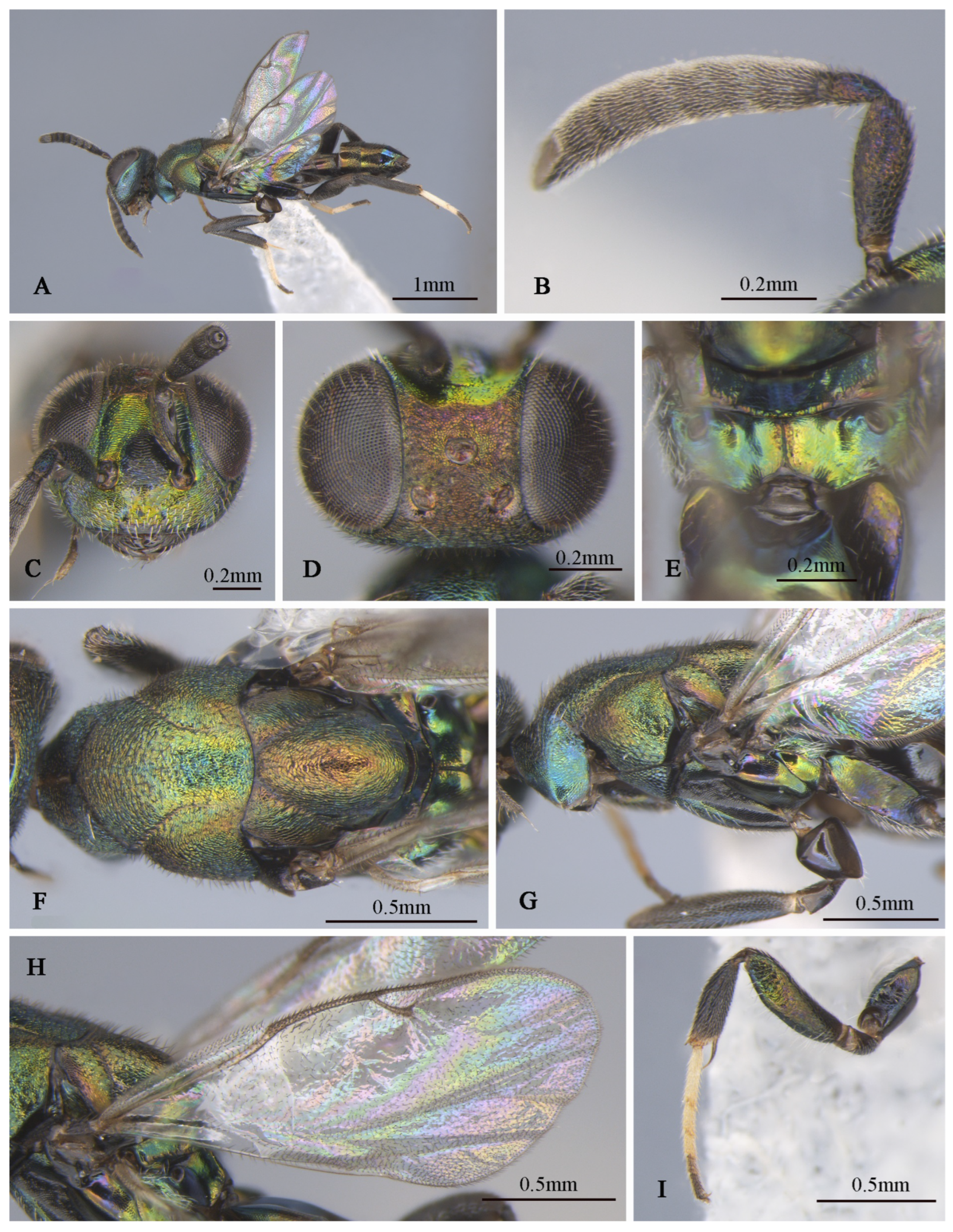 Insects 16 00597 g009