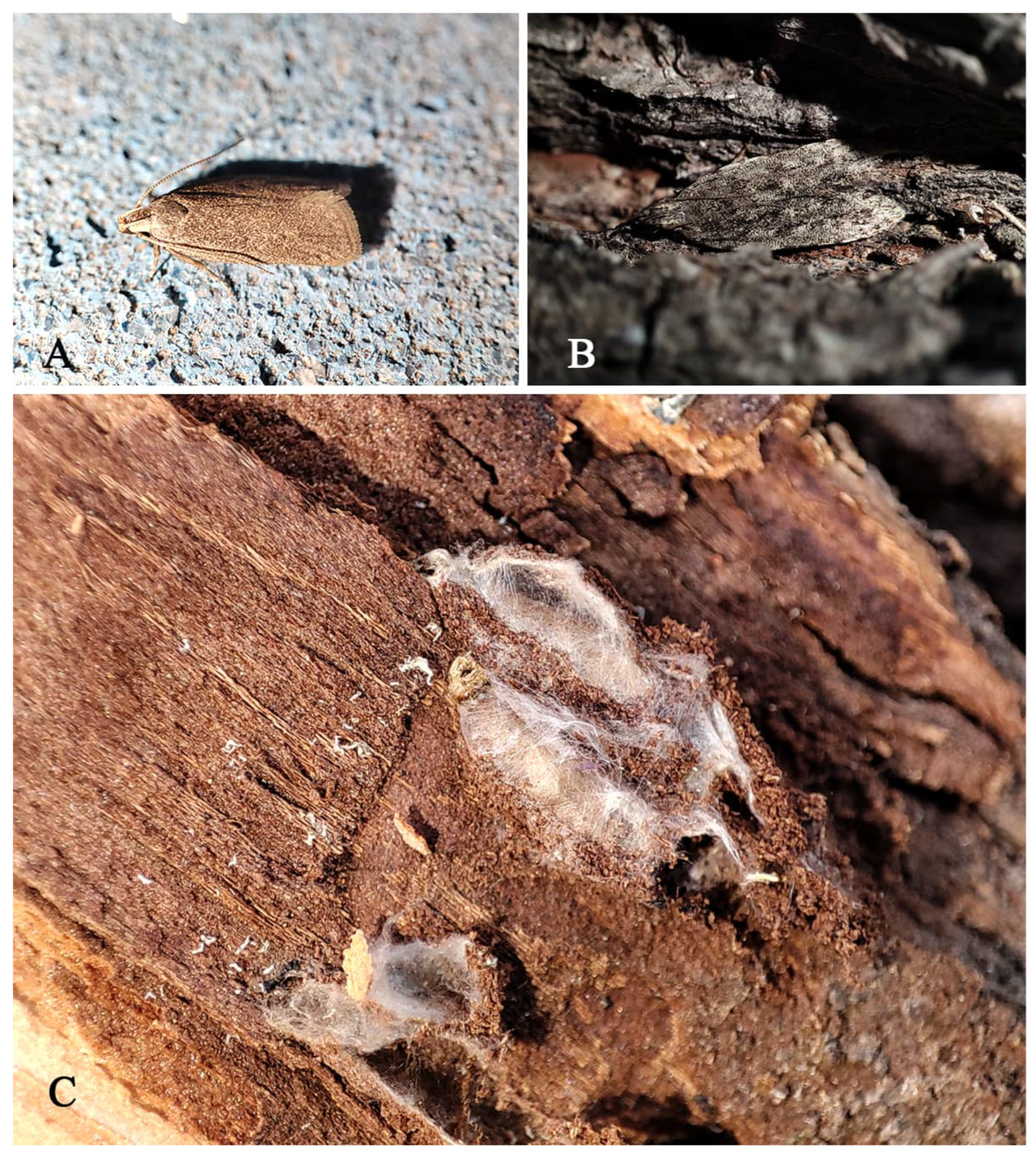 Insects 16 00597 g012