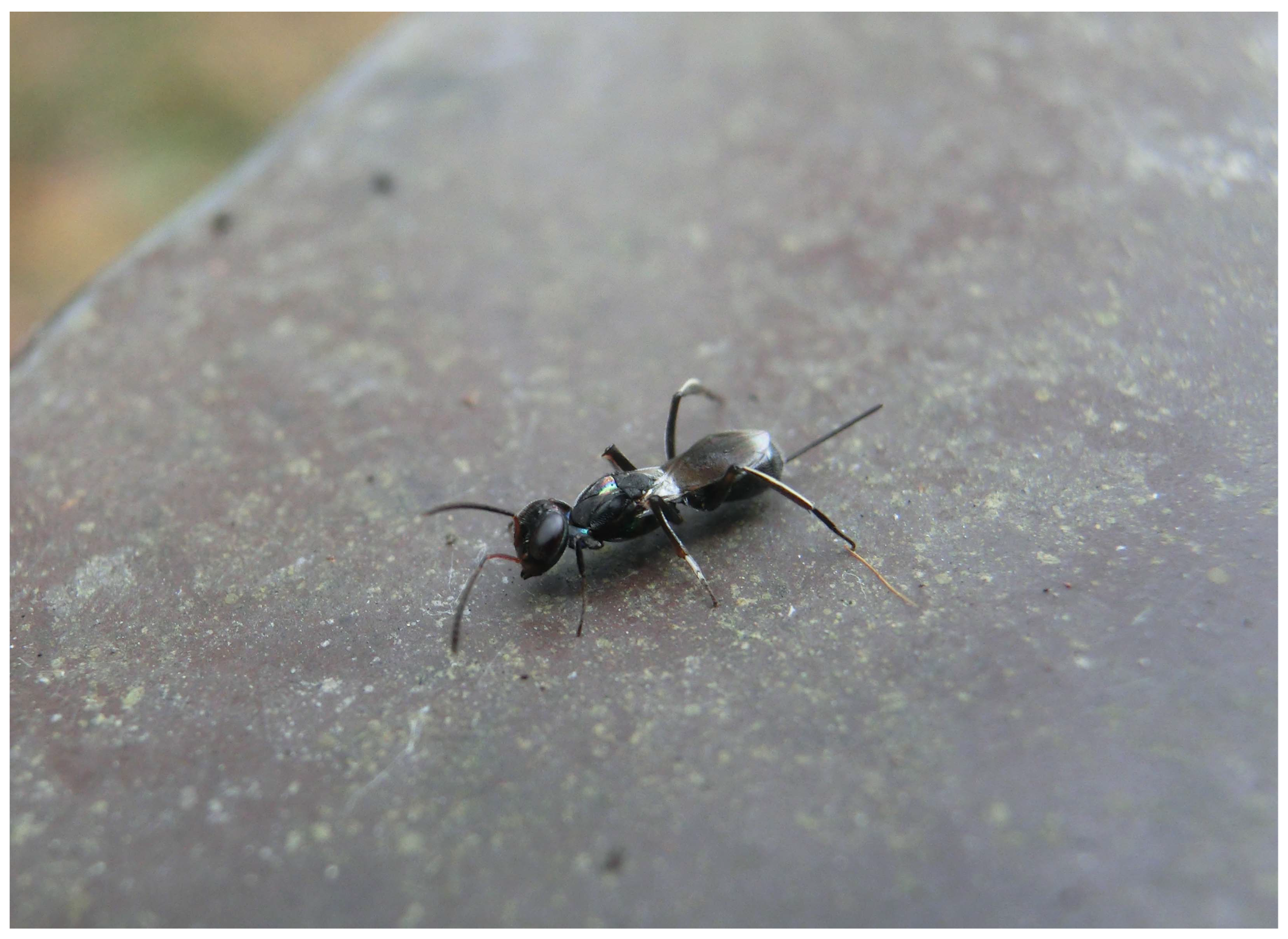 Insects 16 00597 g015