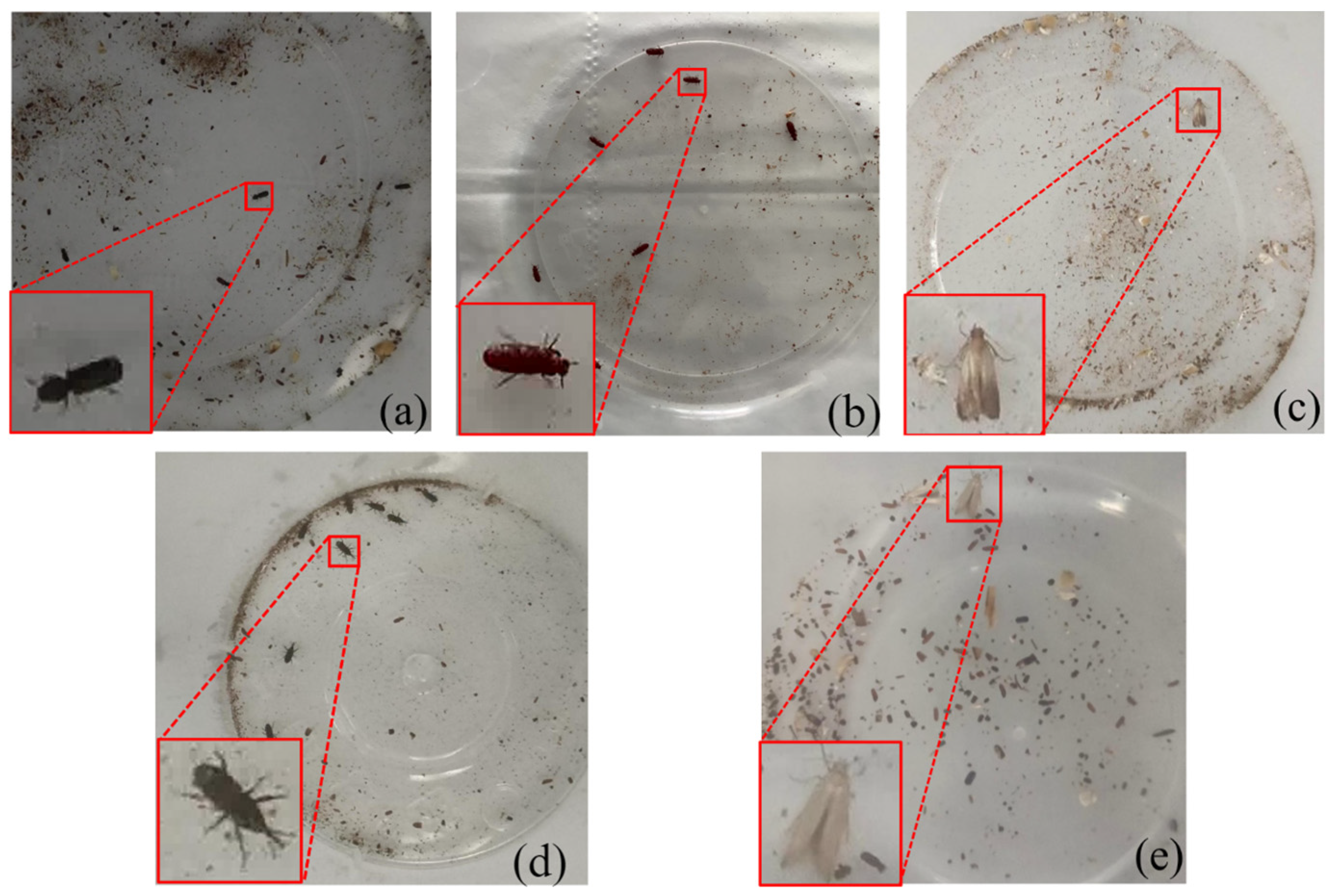 Insects 16 00610 g005